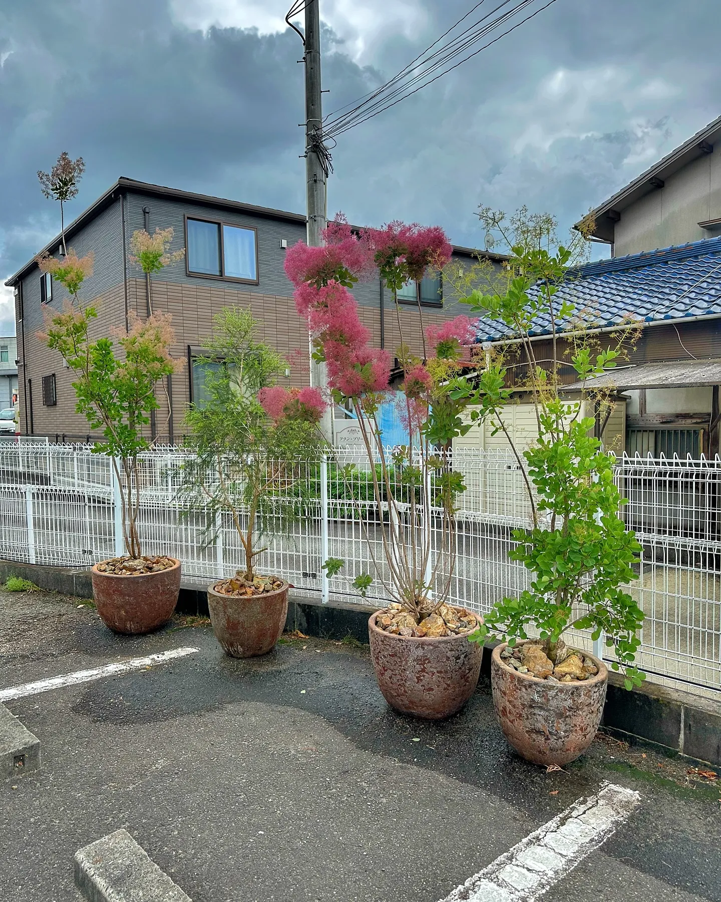 【ホンモノのドライフラワーオブジェ、barrelplants...