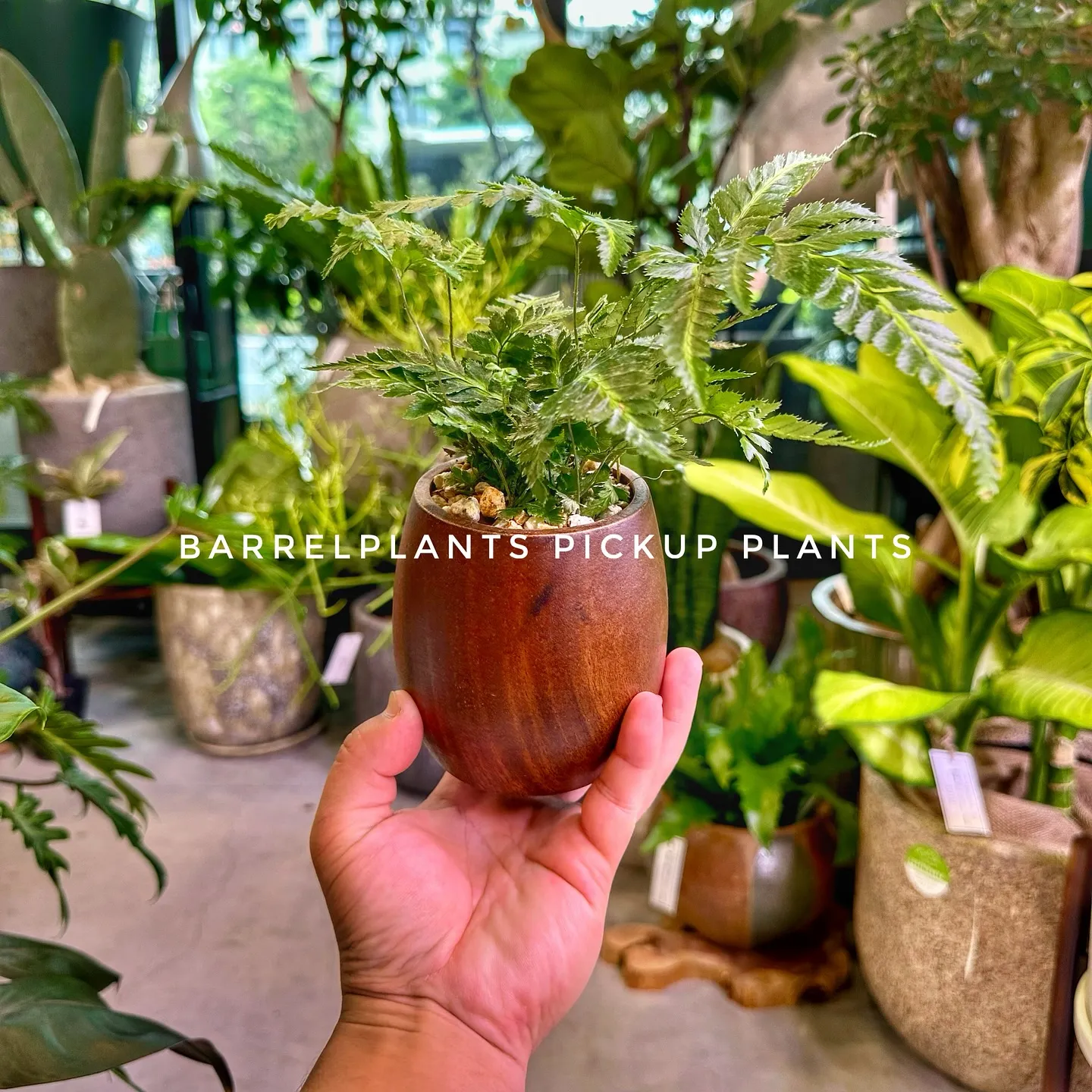【兵庫県たつの市にある植物専門店、barrelplants/...