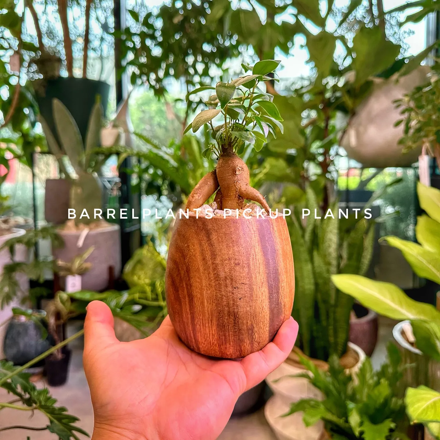 【兵庫県たつの市にある植物専門店、barrelplants/...