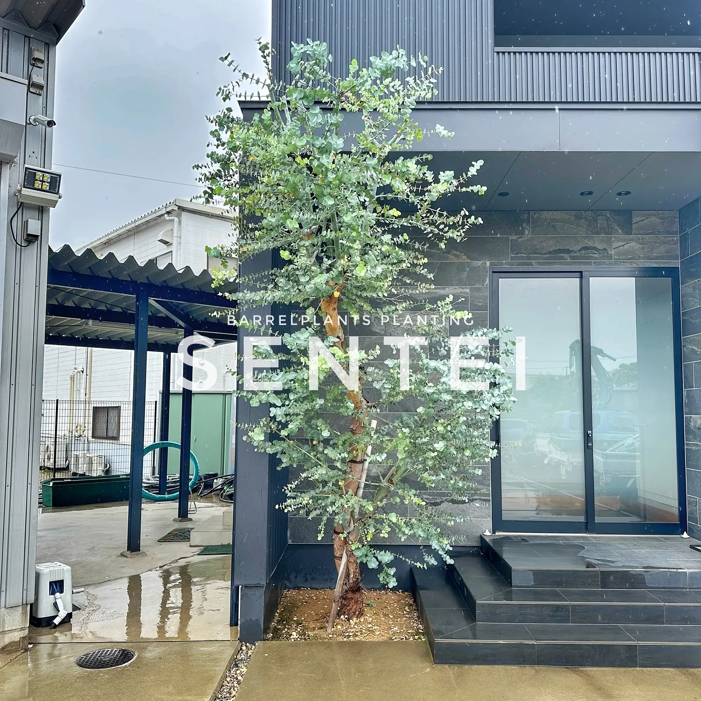 【兵庫県たつの市にある植物専門店、barrelplants/...