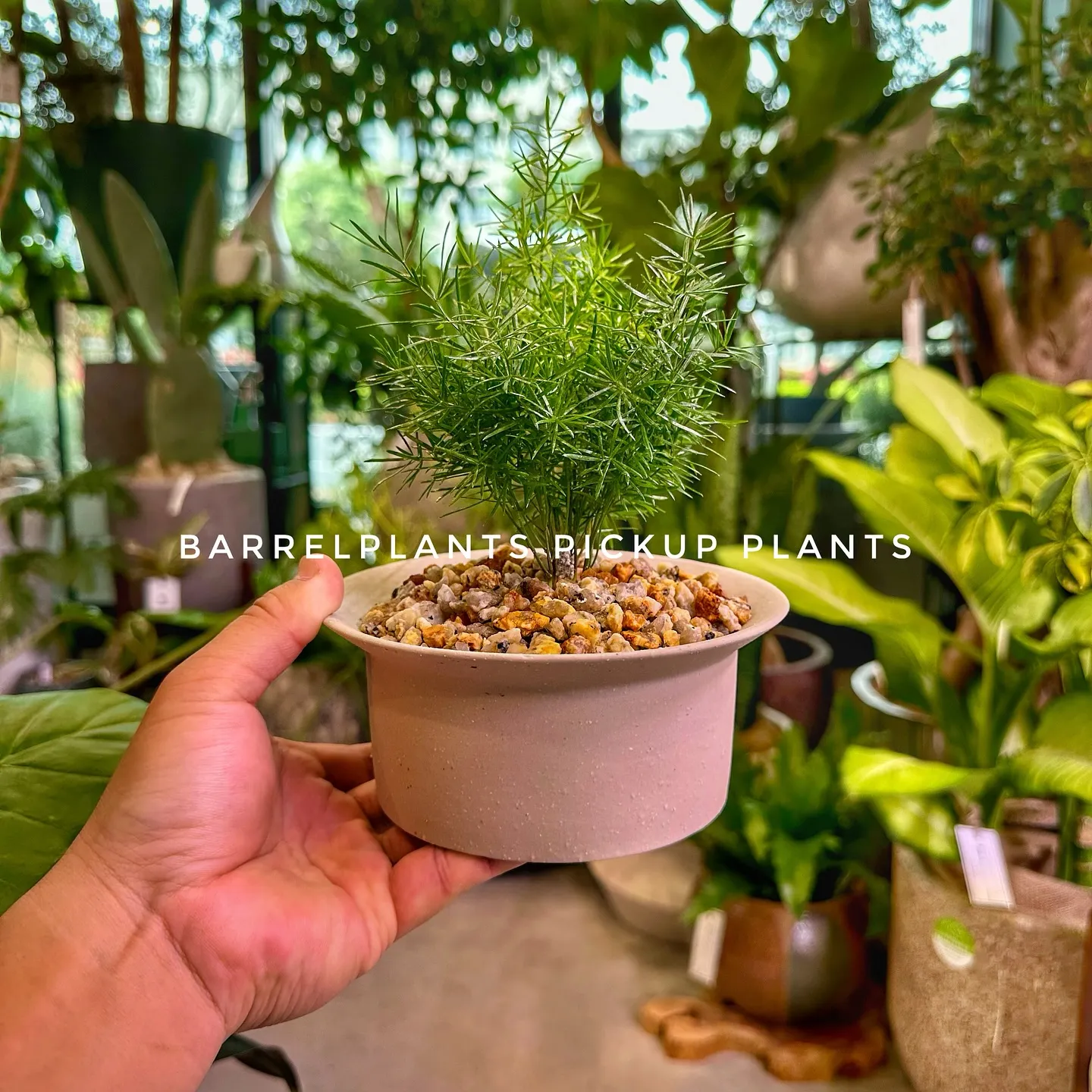 【兵庫県たつの市にある植物専門店、barrelplants/...