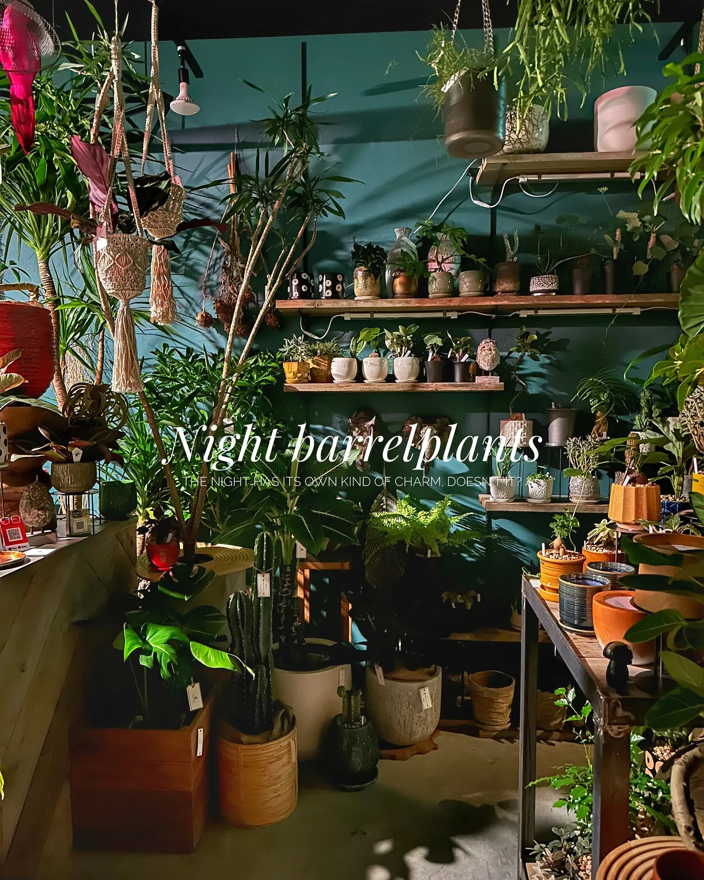 【barrelplantsの夜はなんともいい雰囲気♪植物が休...