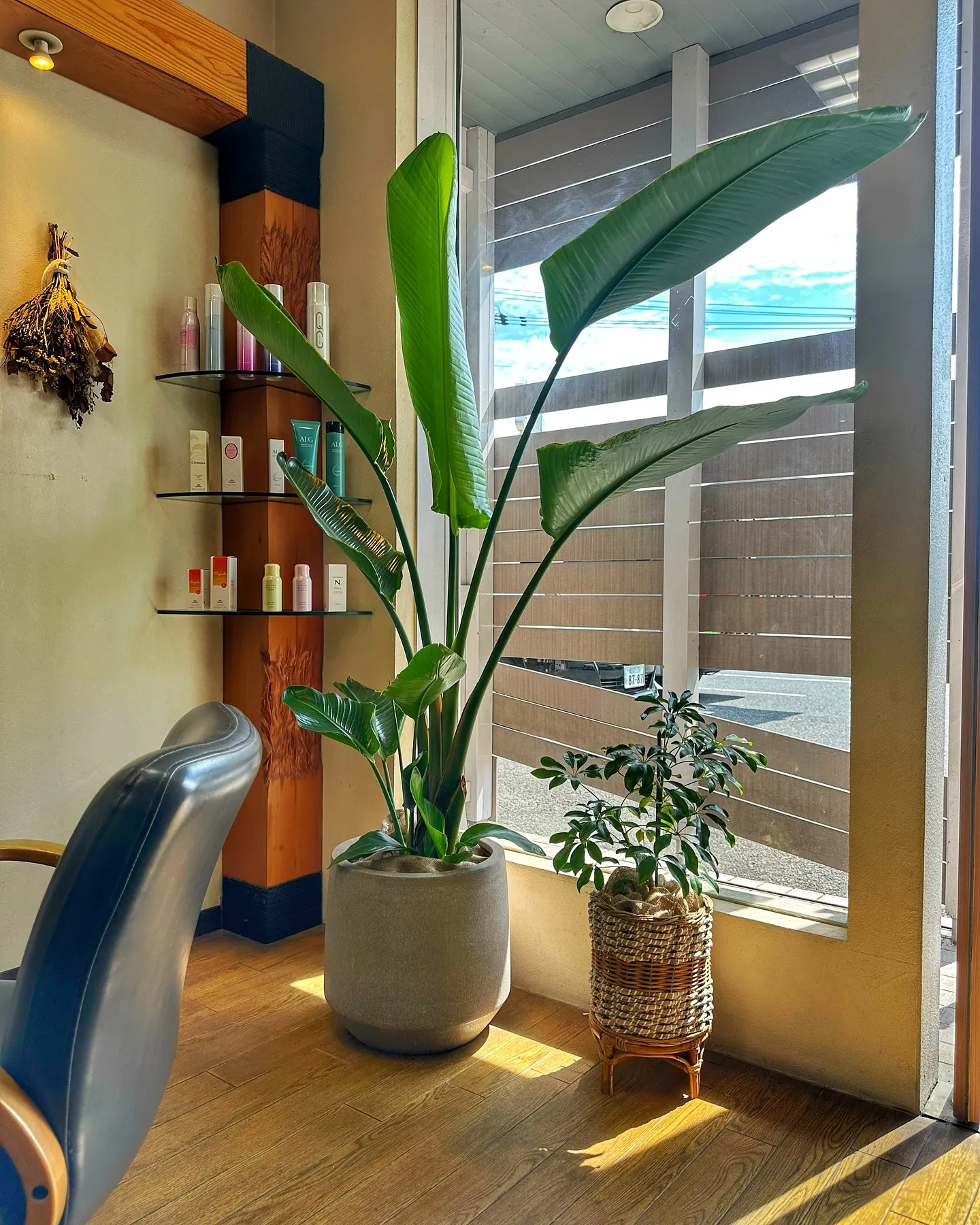 【barrelplantsの夜はなんともいい雰囲気♪植物が休...