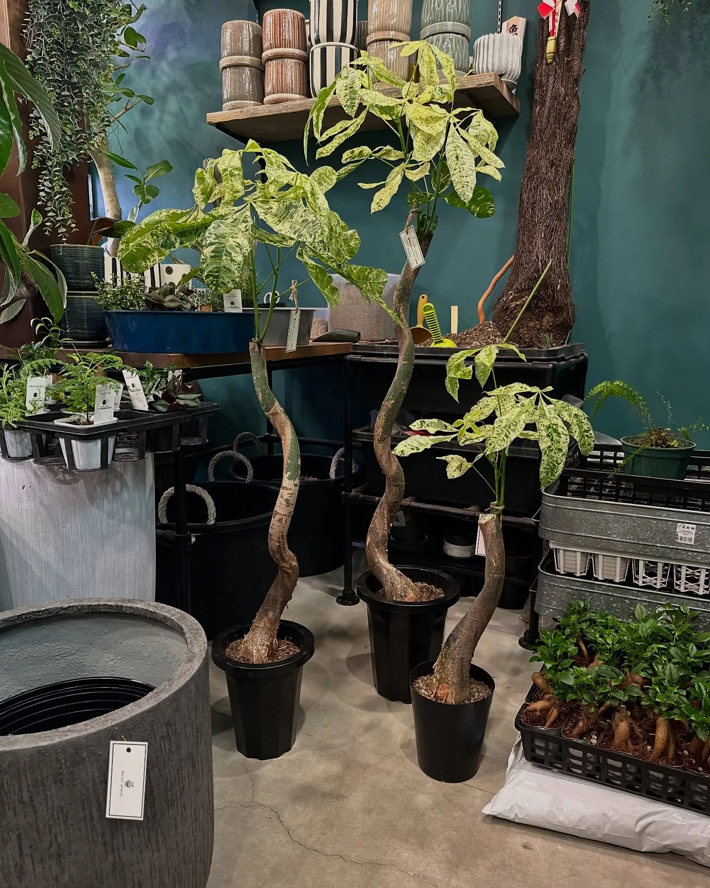 【barrelplantsの夜はなんともいい雰囲気♪植物が休...