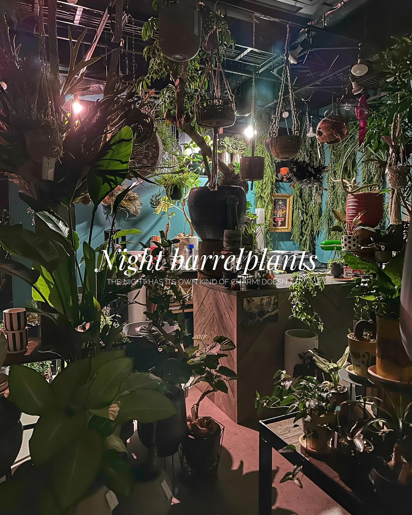 【barrelplantsの夜はなんともいい雰囲気♪植物が休...