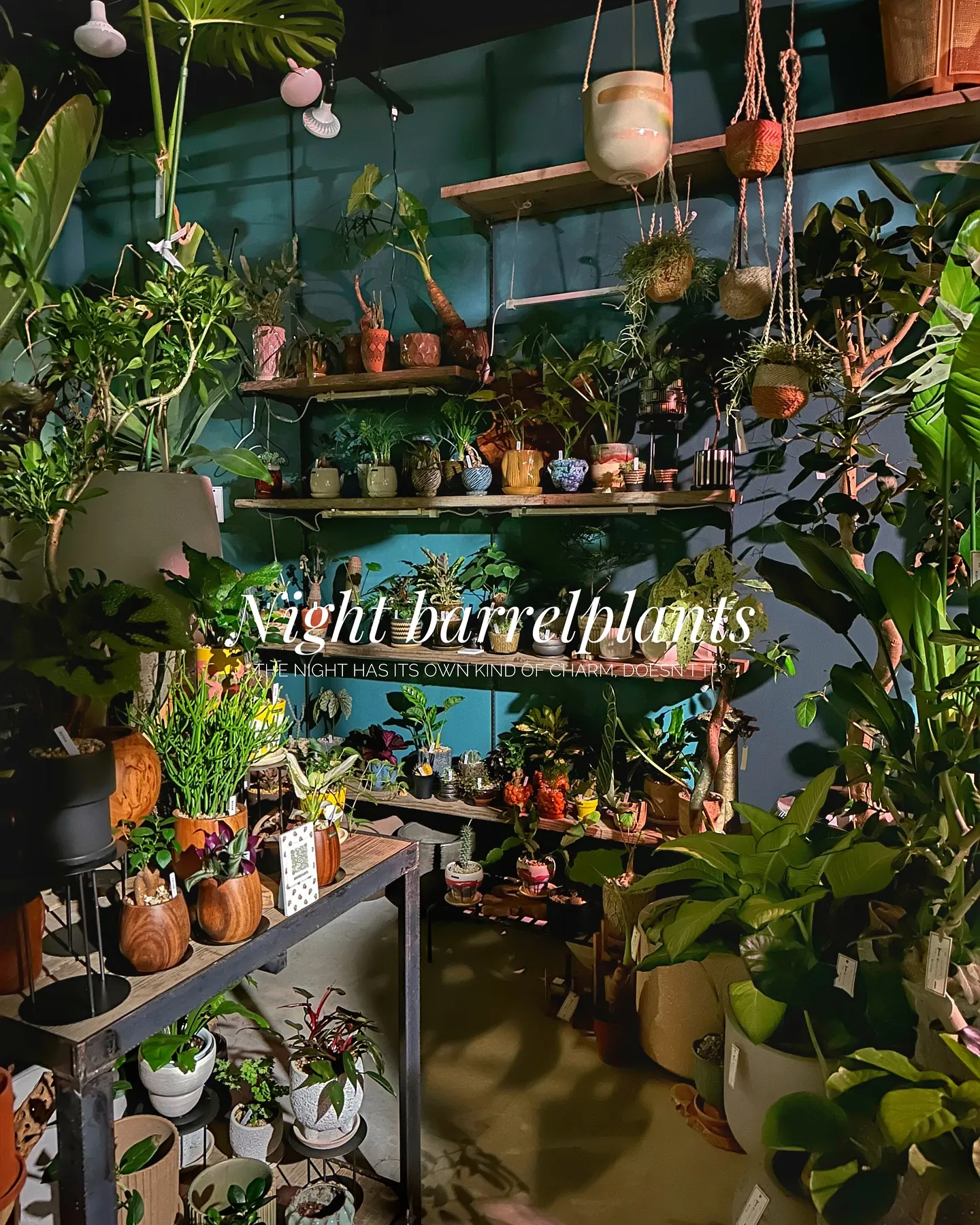 【barrelplantsの夜はなんともいい雰囲気♪植物が休...