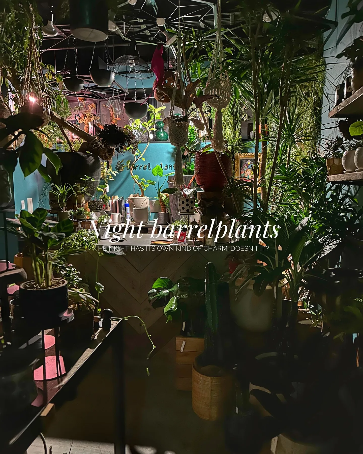 【barrelplantsの夜はなんともいい雰囲気♪植物が休...