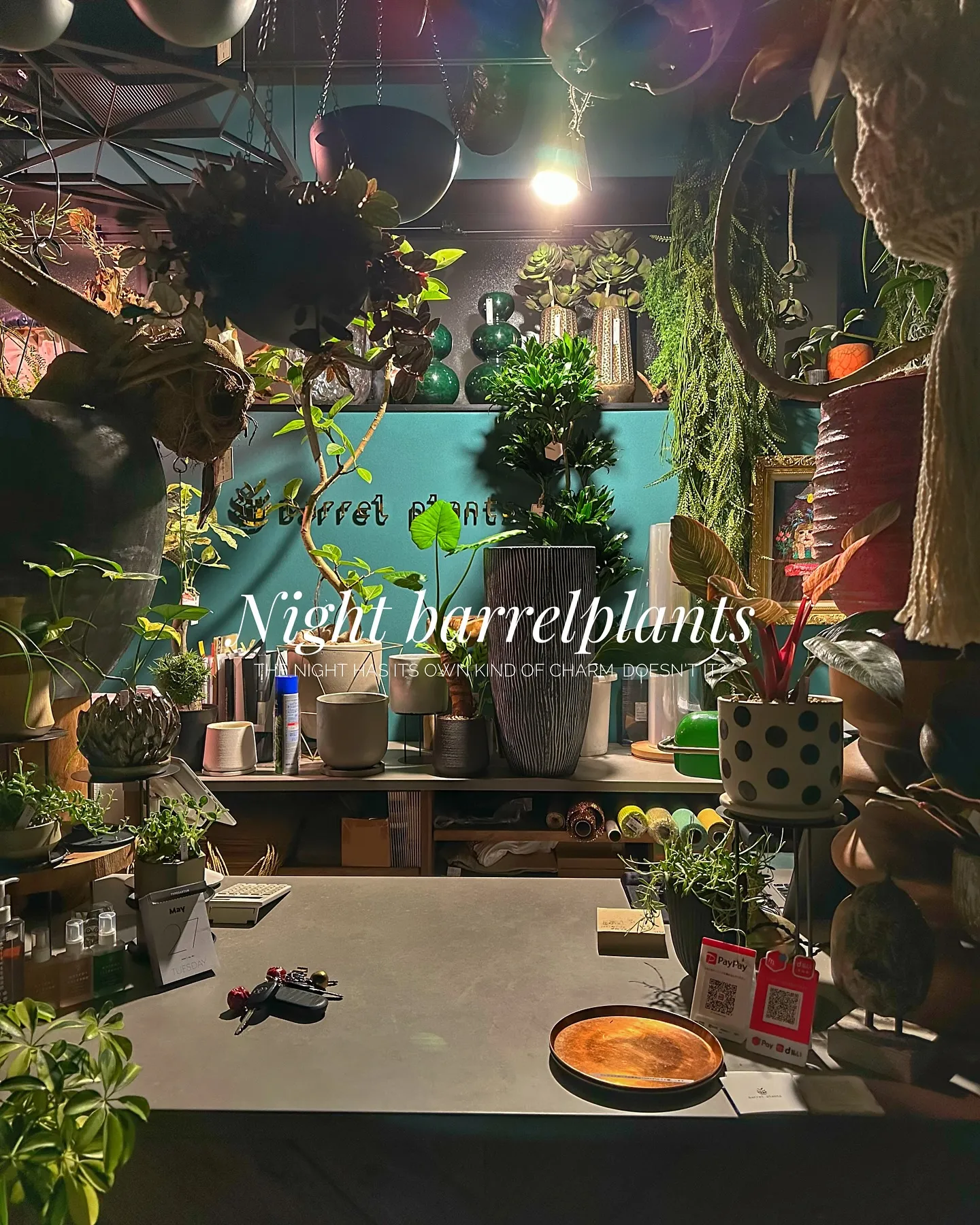 【barrelplantsの夜はなんともいい雰囲気♪植物が休...