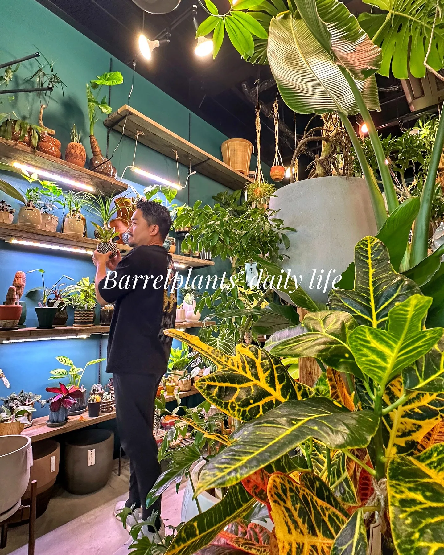 【barrelplantsの夜はなんともいい雰囲気♪植物が休...