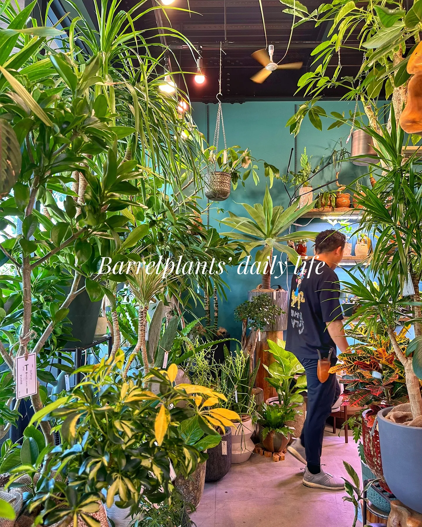 【barrelplantsの夜はなんともいい雰囲気♪植物が休...