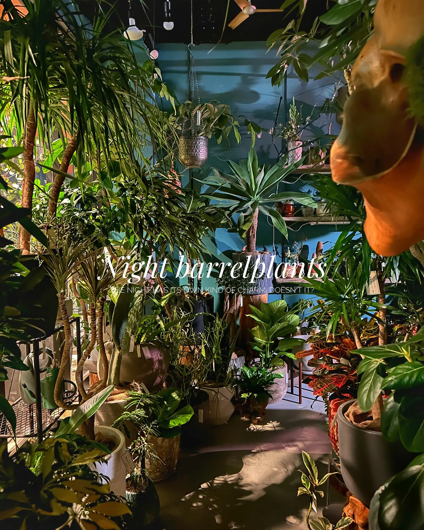 【barrelplantsの夜はなんともいい雰囲気♪植物が休...