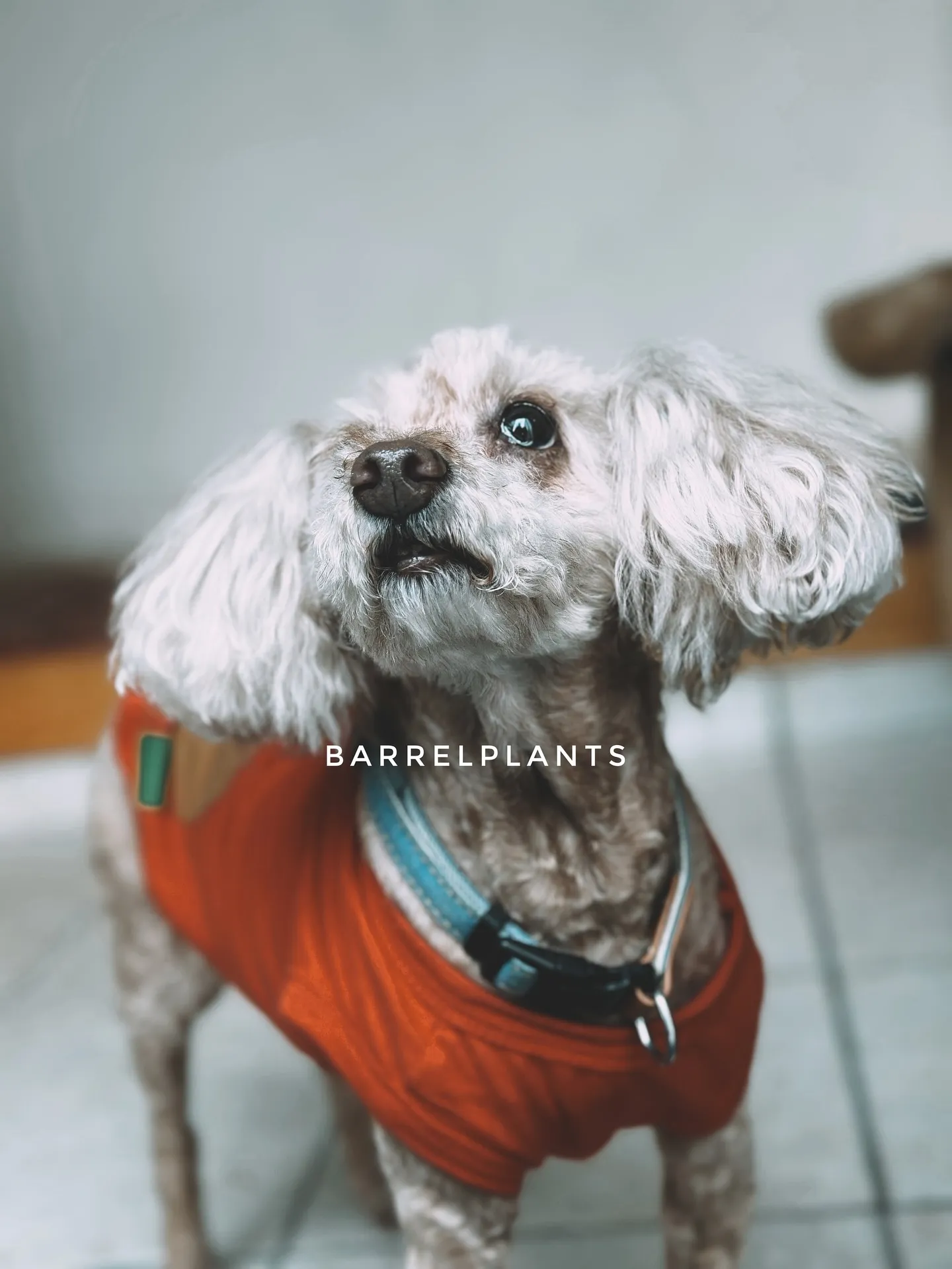 【お部屋の空間にあった植物をコーディネート、barrelpl...