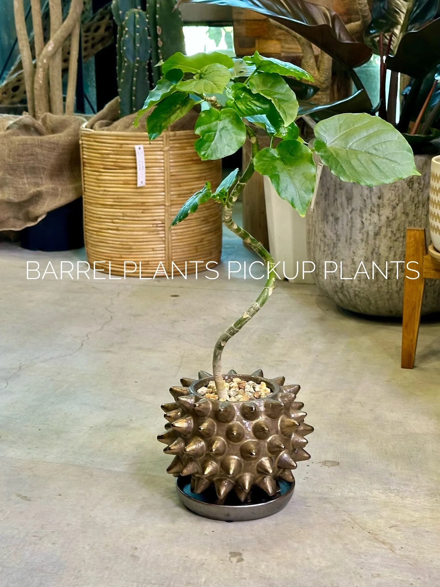 【ハワイのレイの花が咲く木、ファグラエア🌼barrelpla...