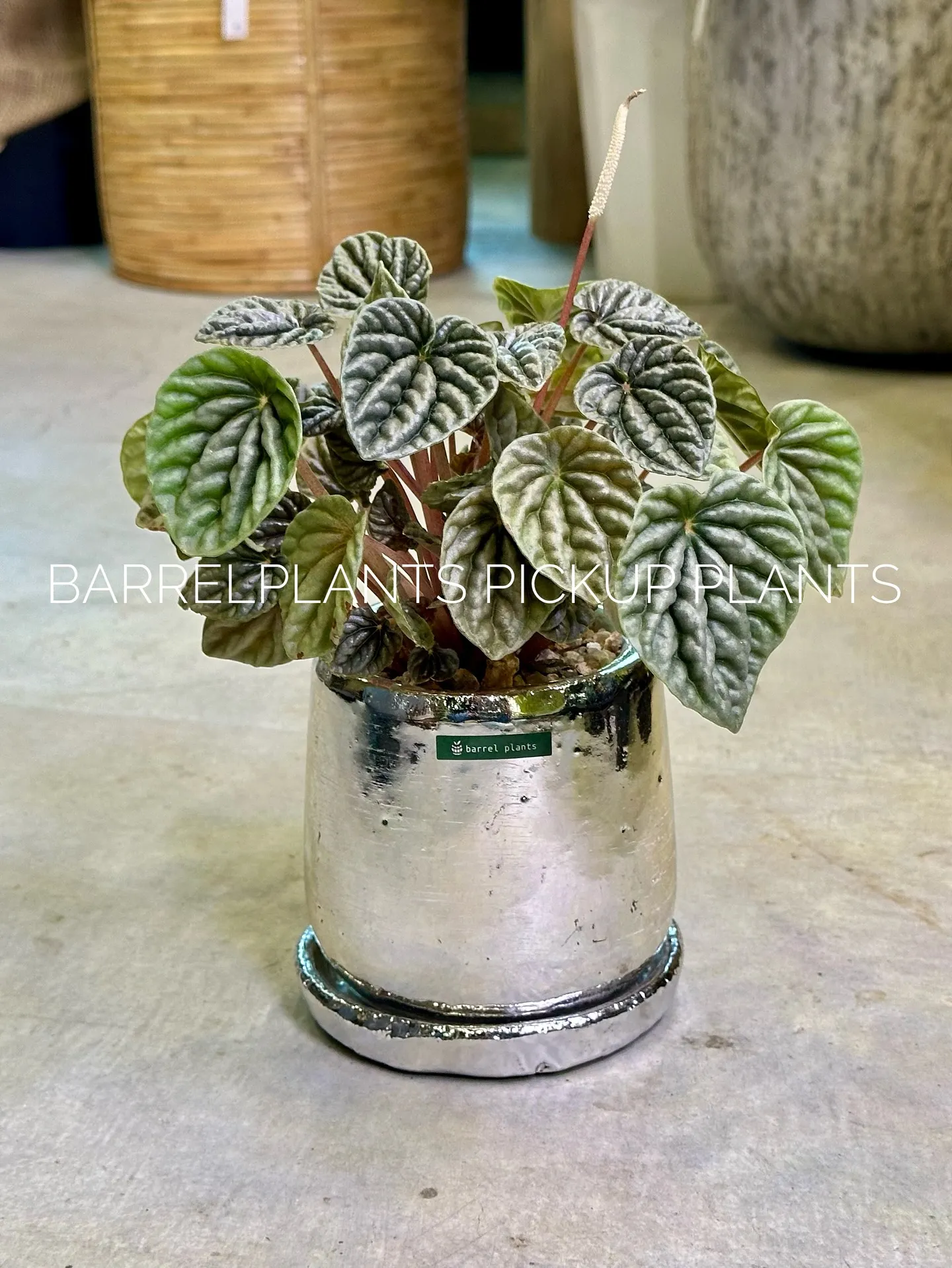 【ハワイのレイの花が咲く木、ファグラエア🌼barrelpla...