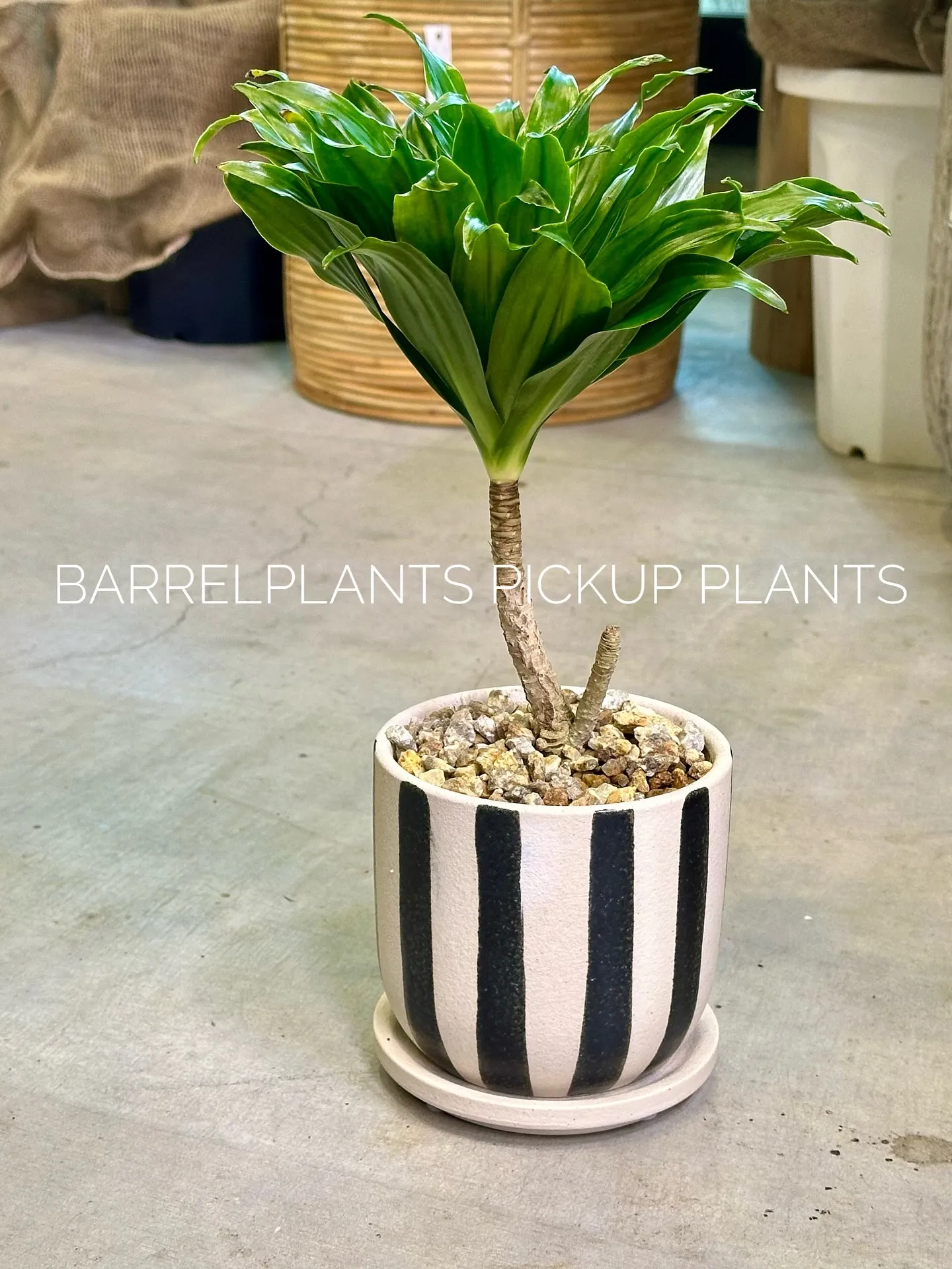 【ハワイのレイの花が咲く木、ファグラエア🌼barrelpla...