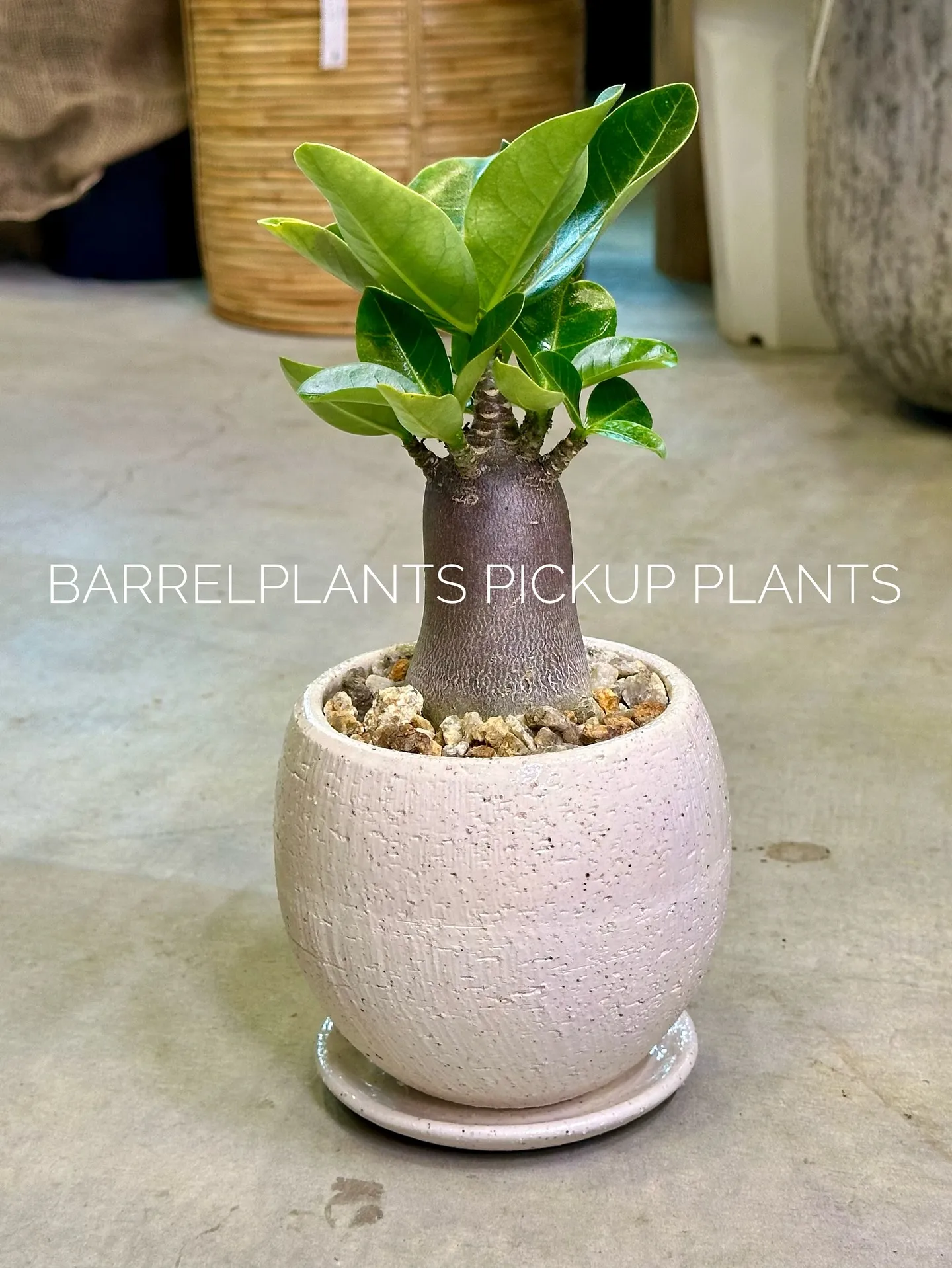 【ハワイのレイの花が咲く木、ファグラエア🌼barrelpla...