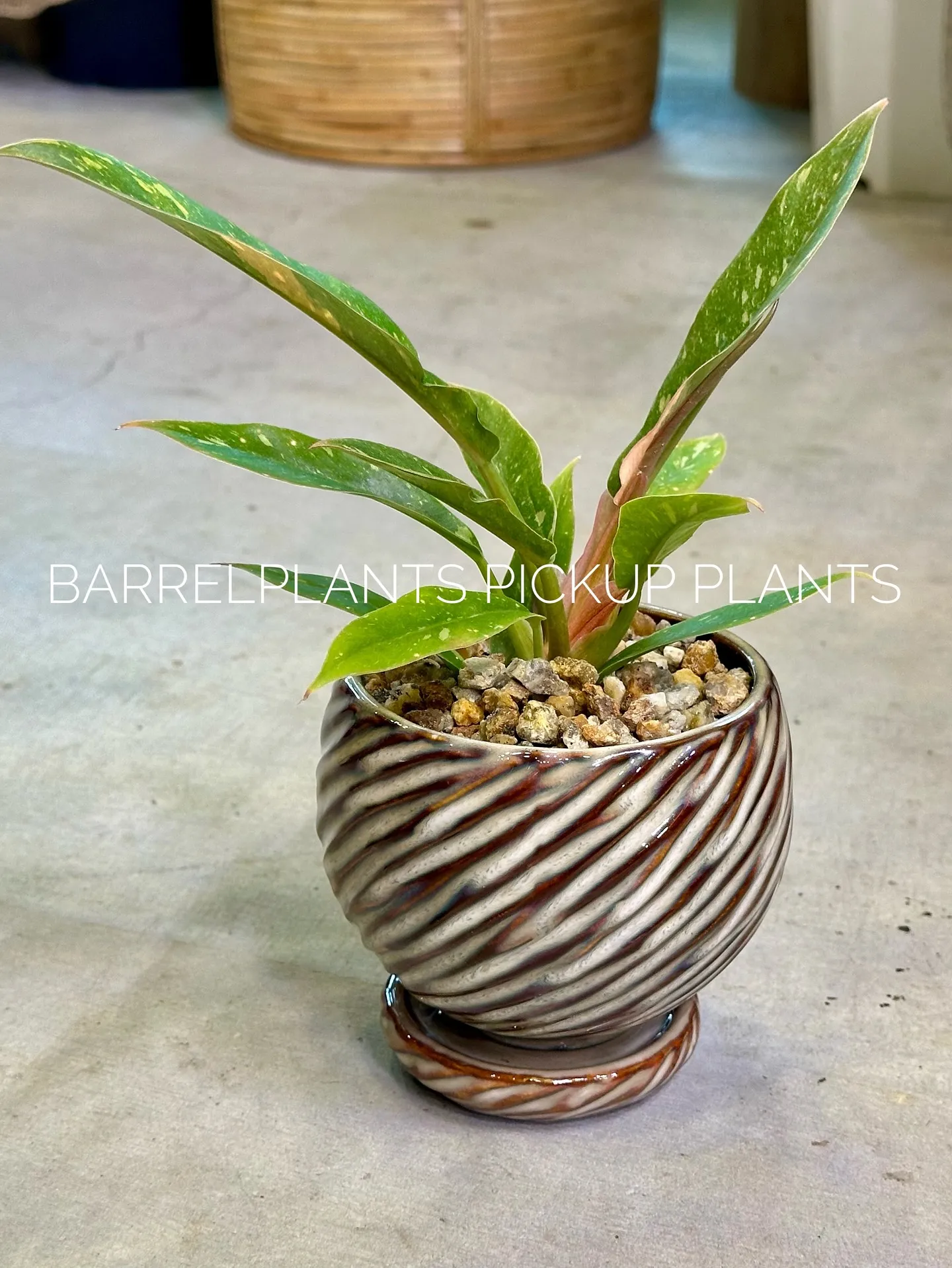 【ハワイのレイの花が咲く木、ファグラエア🌼barrelpla...