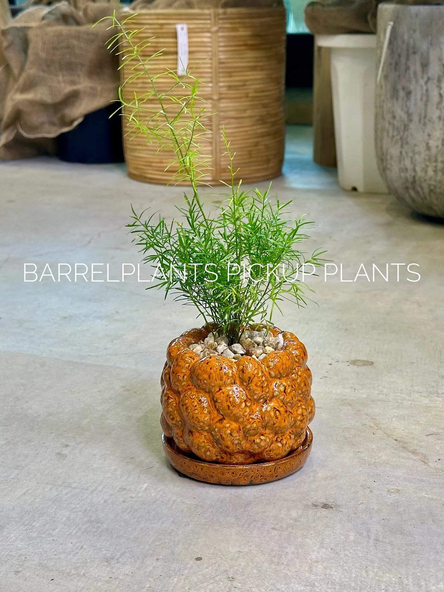 【ハワイのレイの花が咲く木、ファグラエア🌼barrelpla...