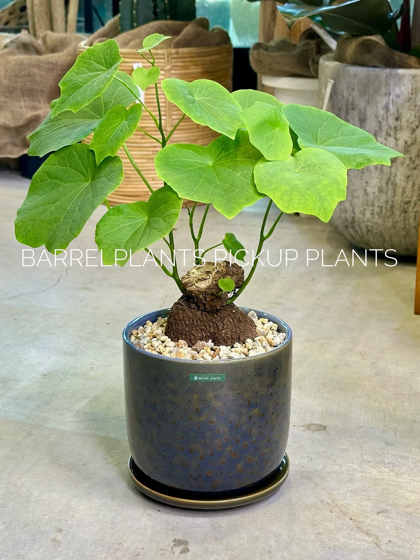 【ハワイのレイの花が咲く木、ファグラエア🌼barrelpla...