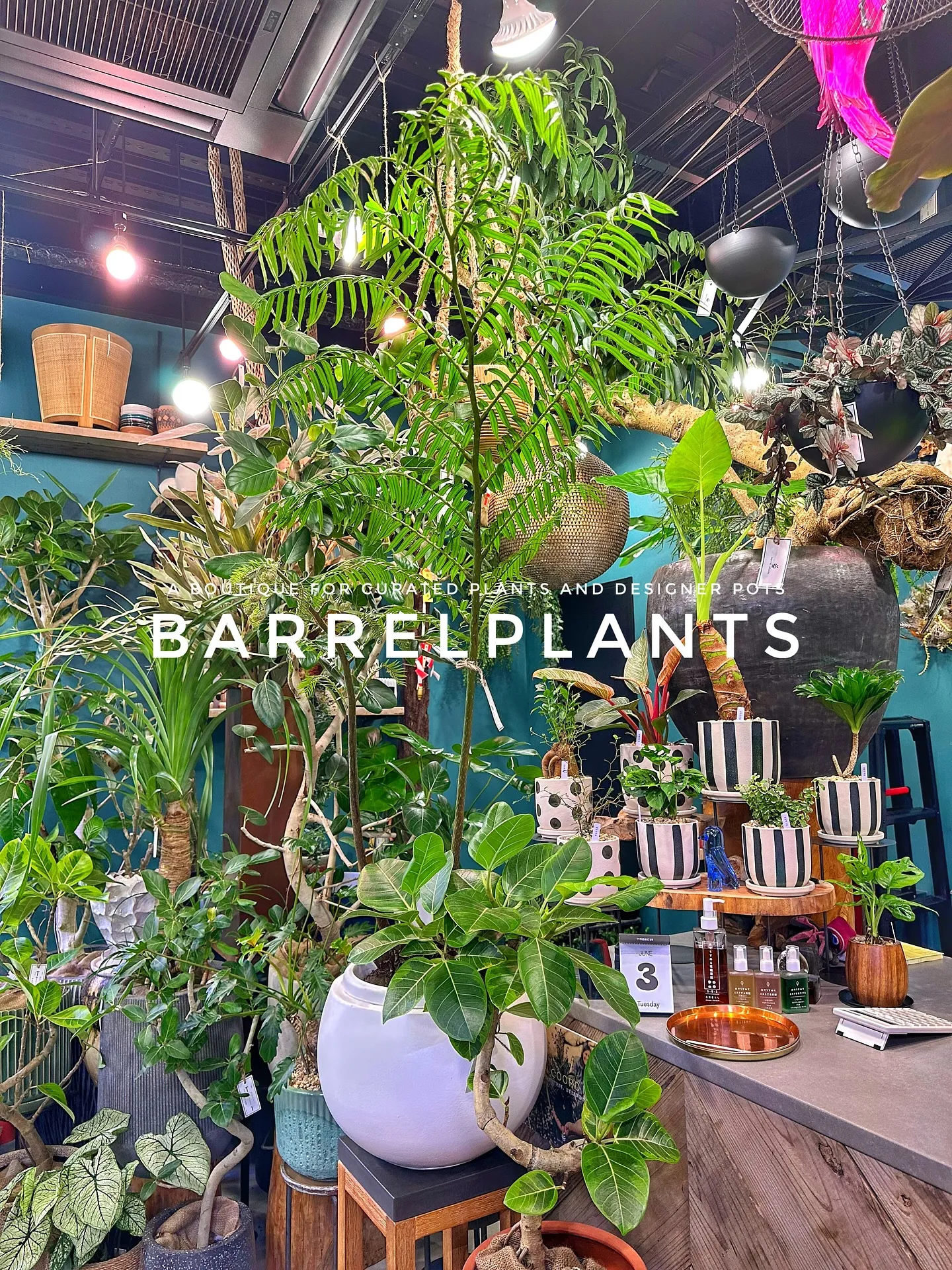 【兵庫県たつの市にある植物専門店、barrelplants】
