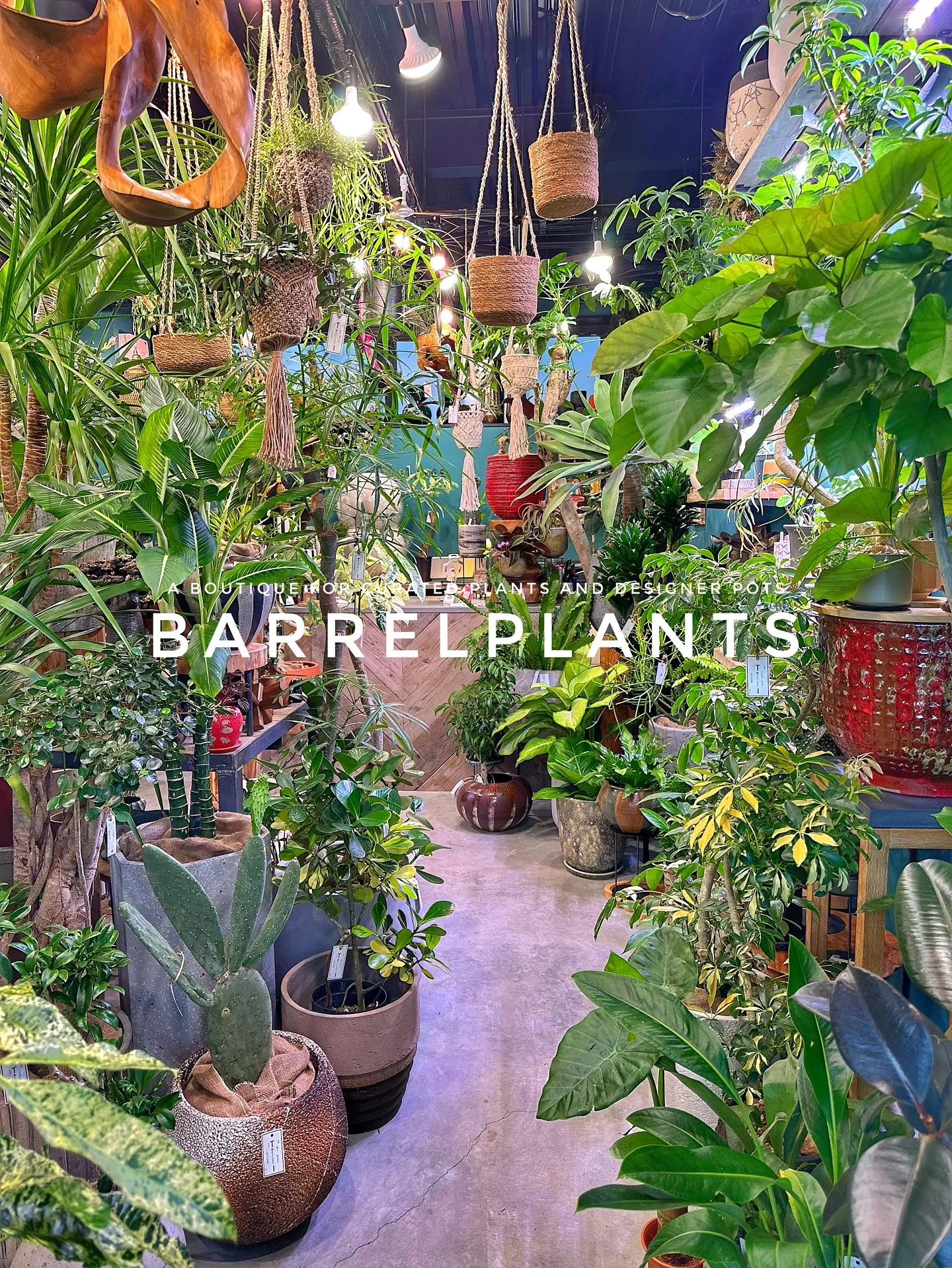 【兵庫県たつの市にある植物専門店、barrelplants】
