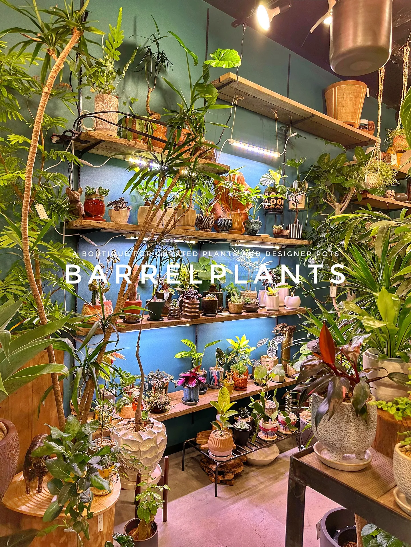 【兵庫県たつの市にある植物専門店、barrelplants】