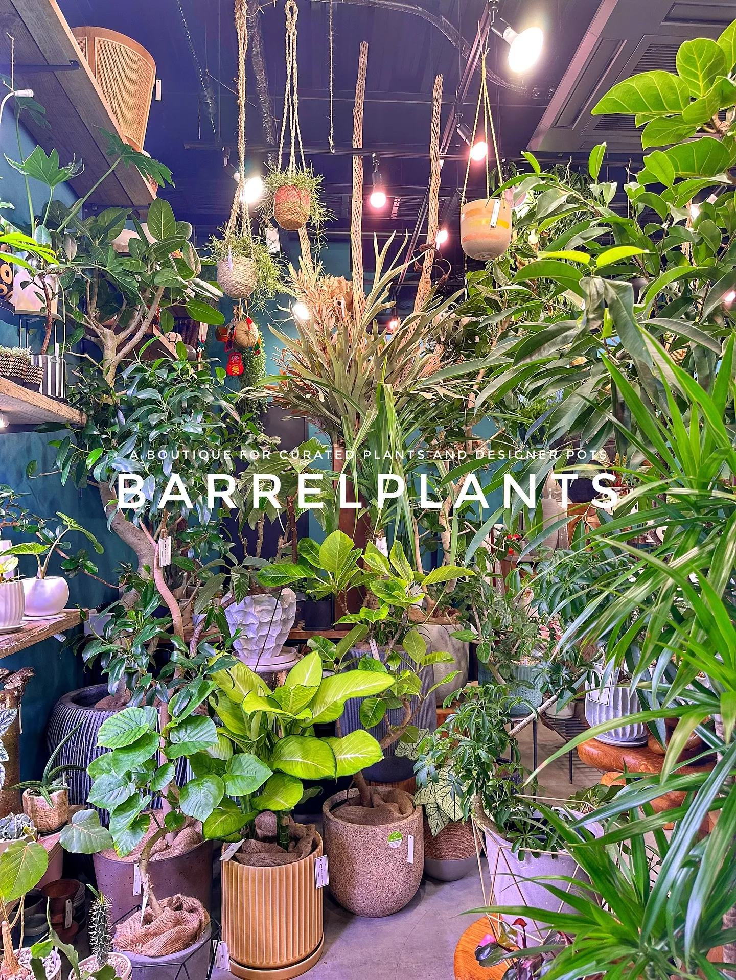【兵庫県たつの市にある植物専門店、barrelplants】