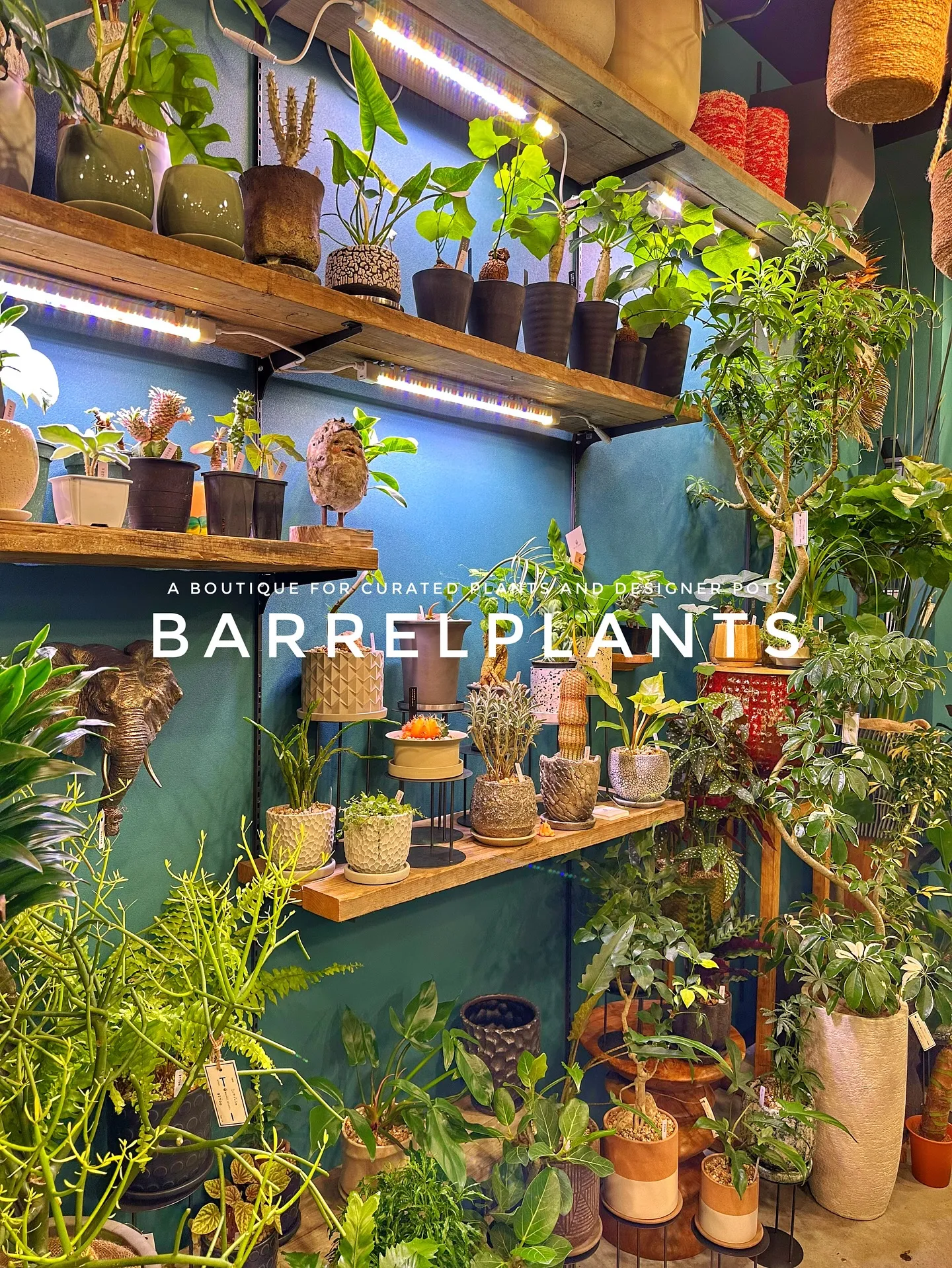 【兵庫県たつの市にある植物専門店、barrelplants】
