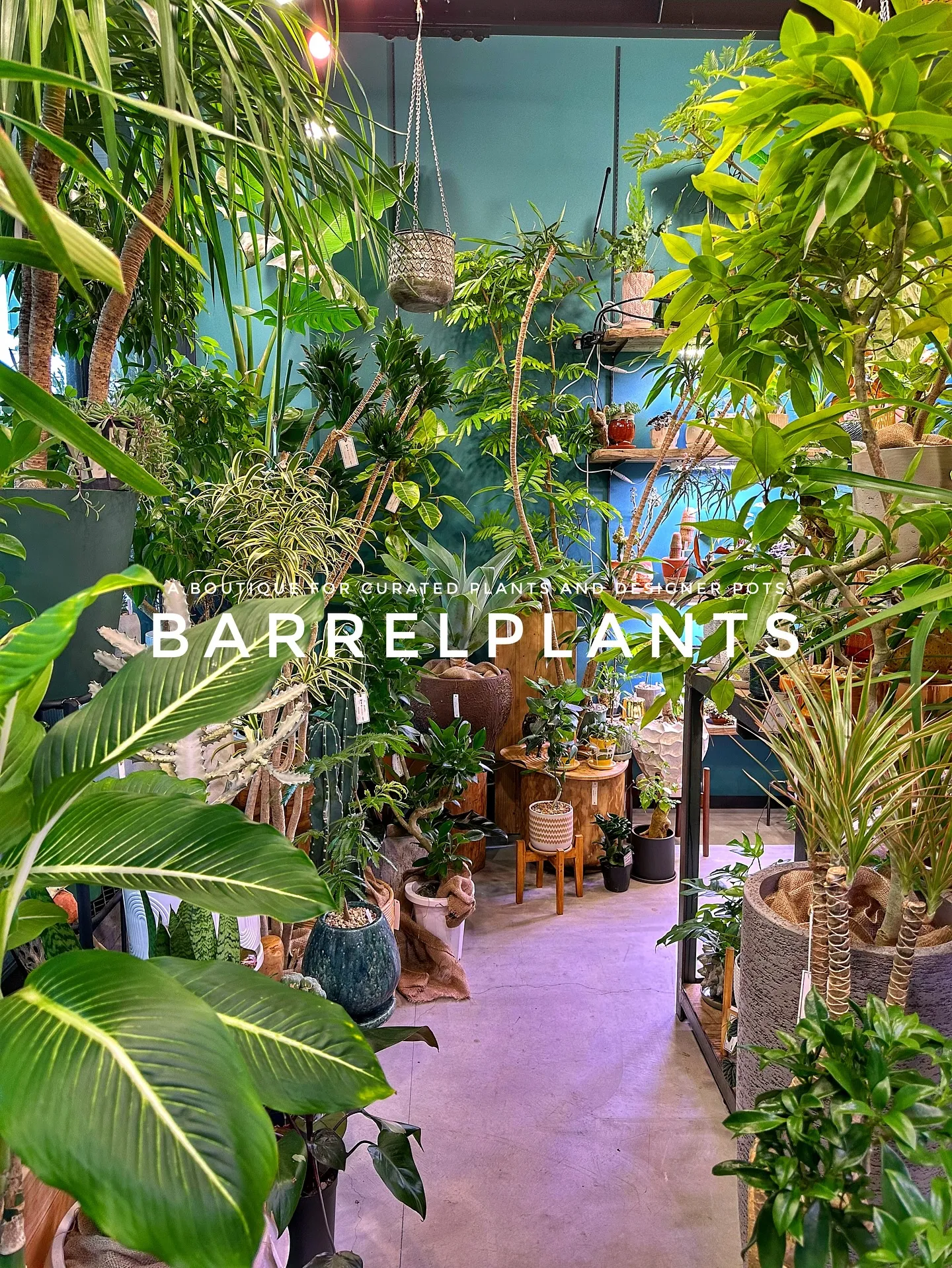 【兵庫県たつの市にある植物専門店、barrelplants】