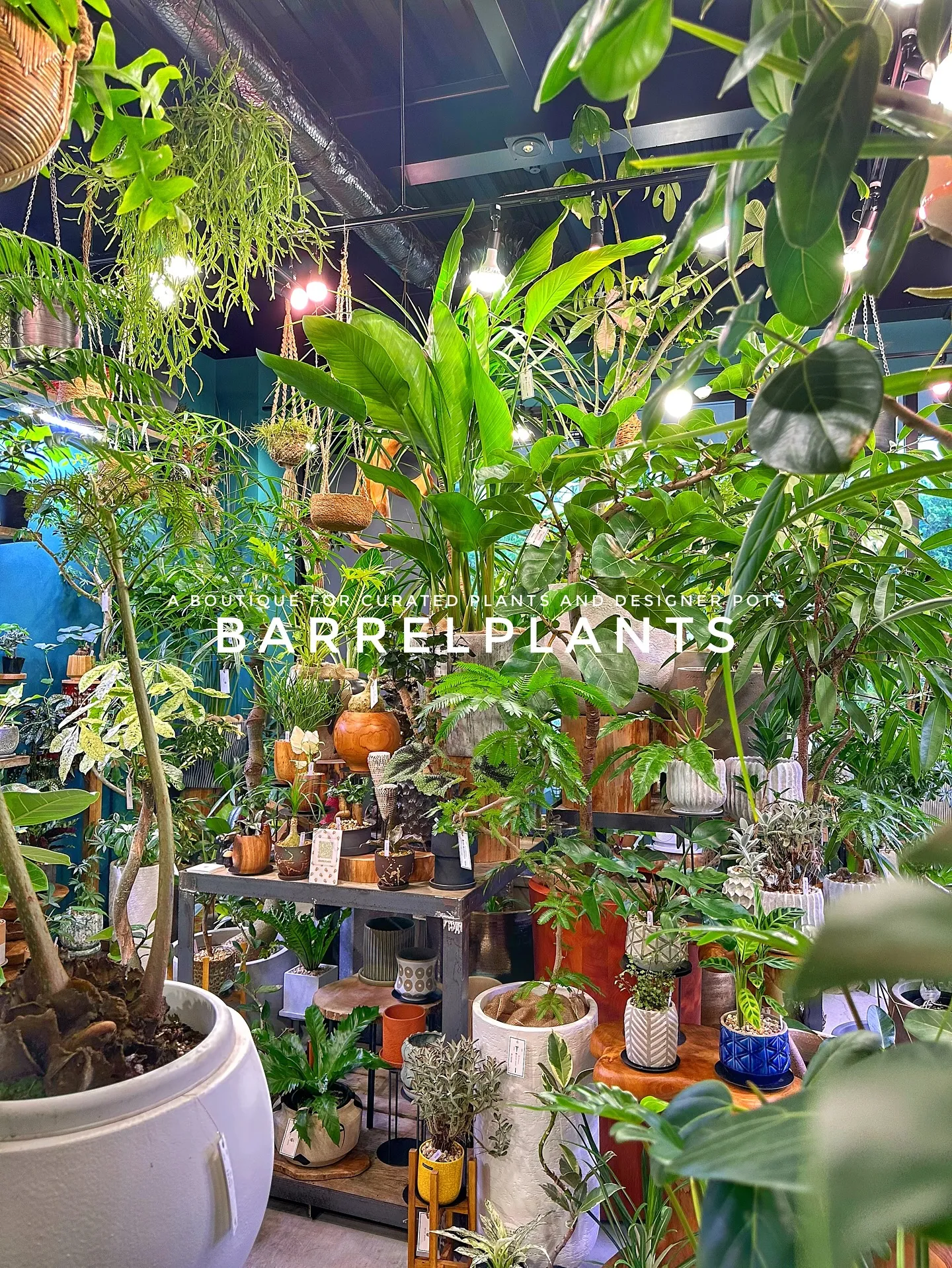 【兵庫県たつの市にある植物専門店、barrelplants】