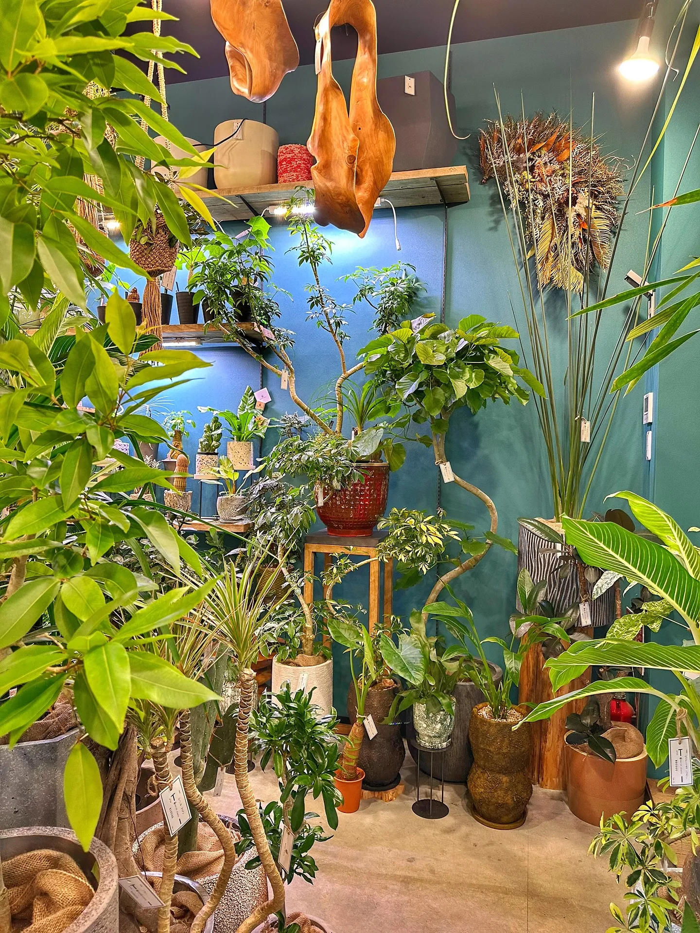 【兵庫県たつの市にある植物専門店、barrelplants】