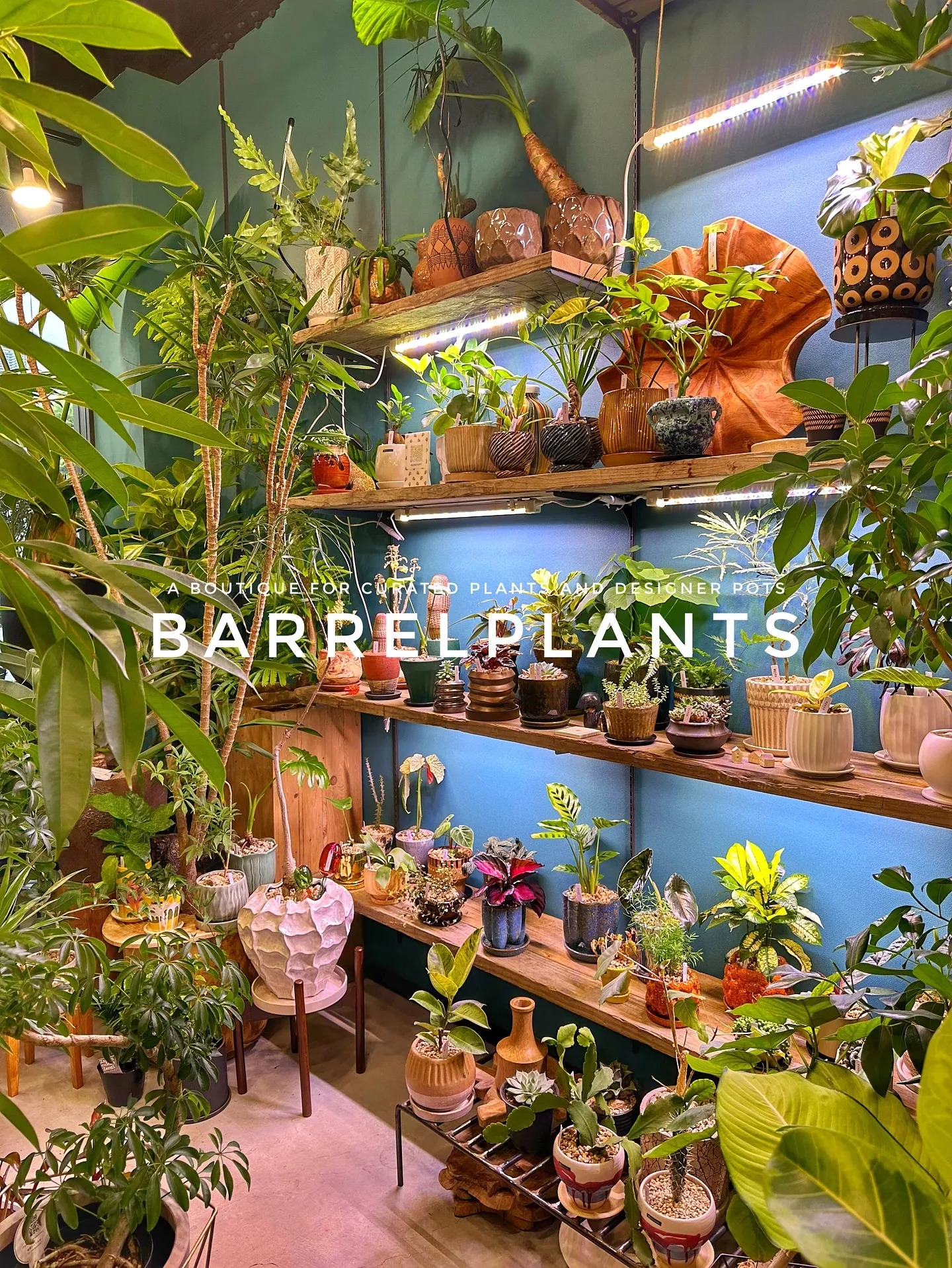 【兵庫県たつの市にある植物専門店、barrelplants】