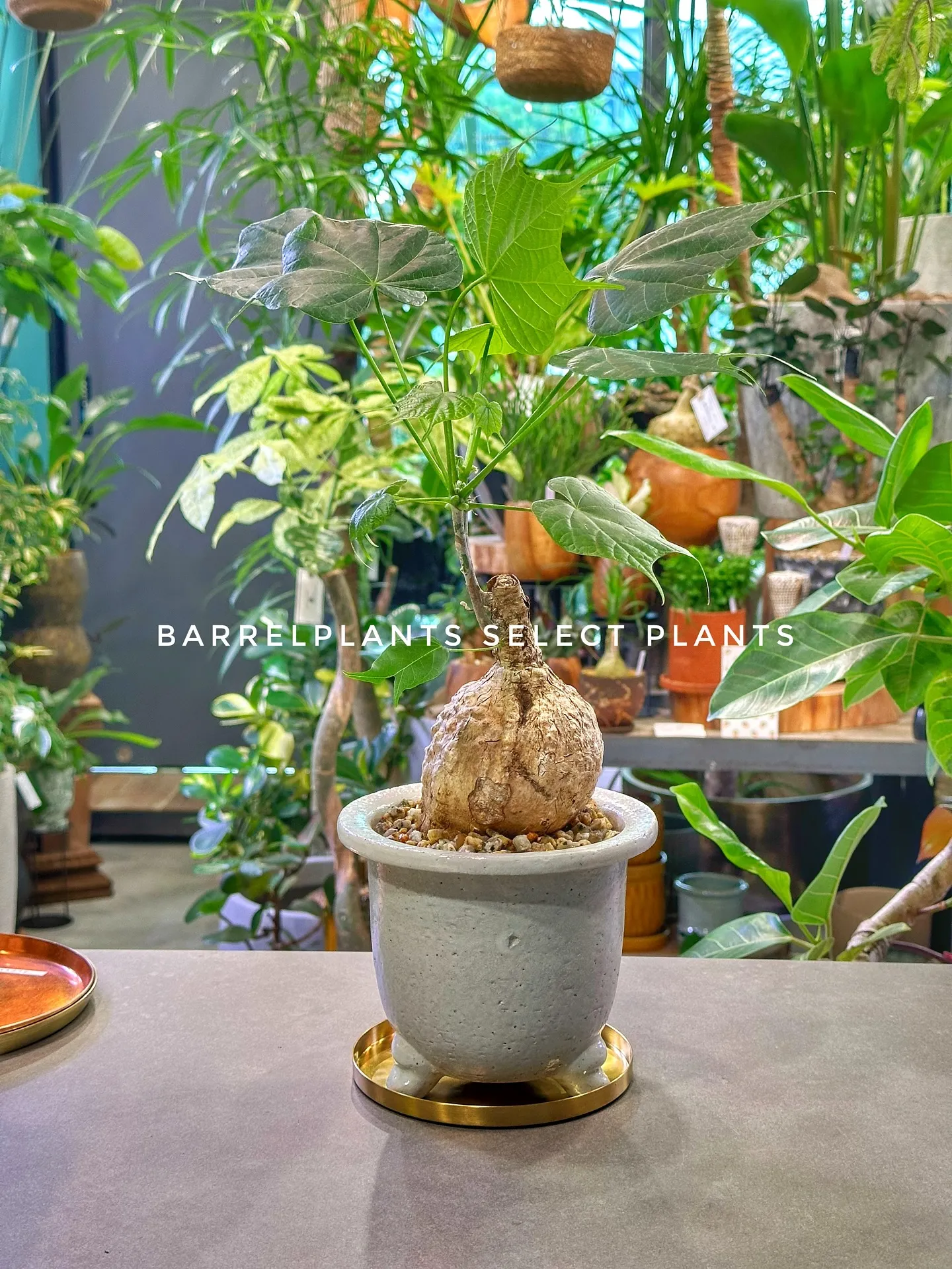 【白い空間に白い鉢と繊細なフォルムの植物「ソフォラ」を添えて...