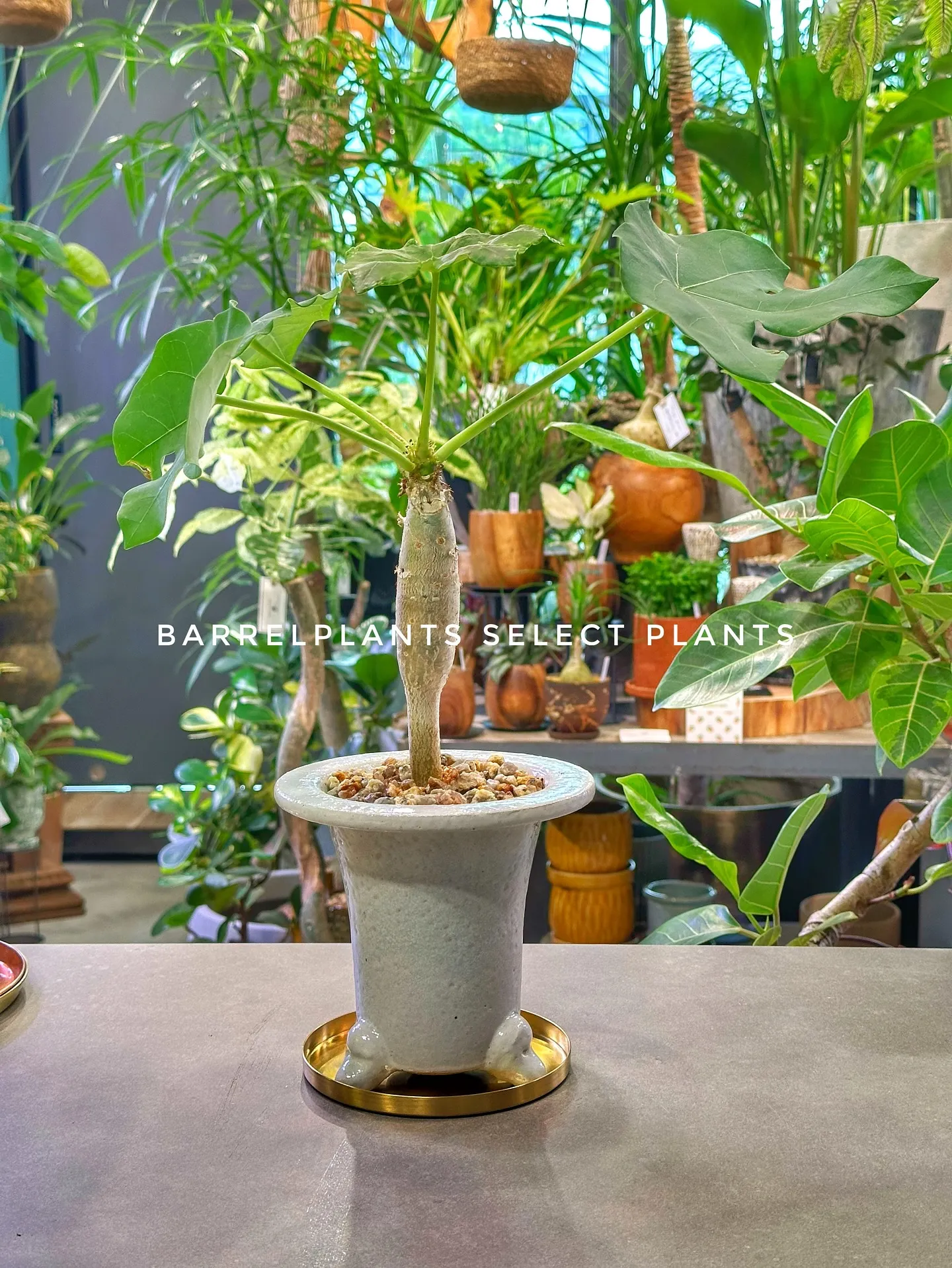【白い空間に白い鉢と繊細なフォルムの植物「ソフォラ」を添えて...