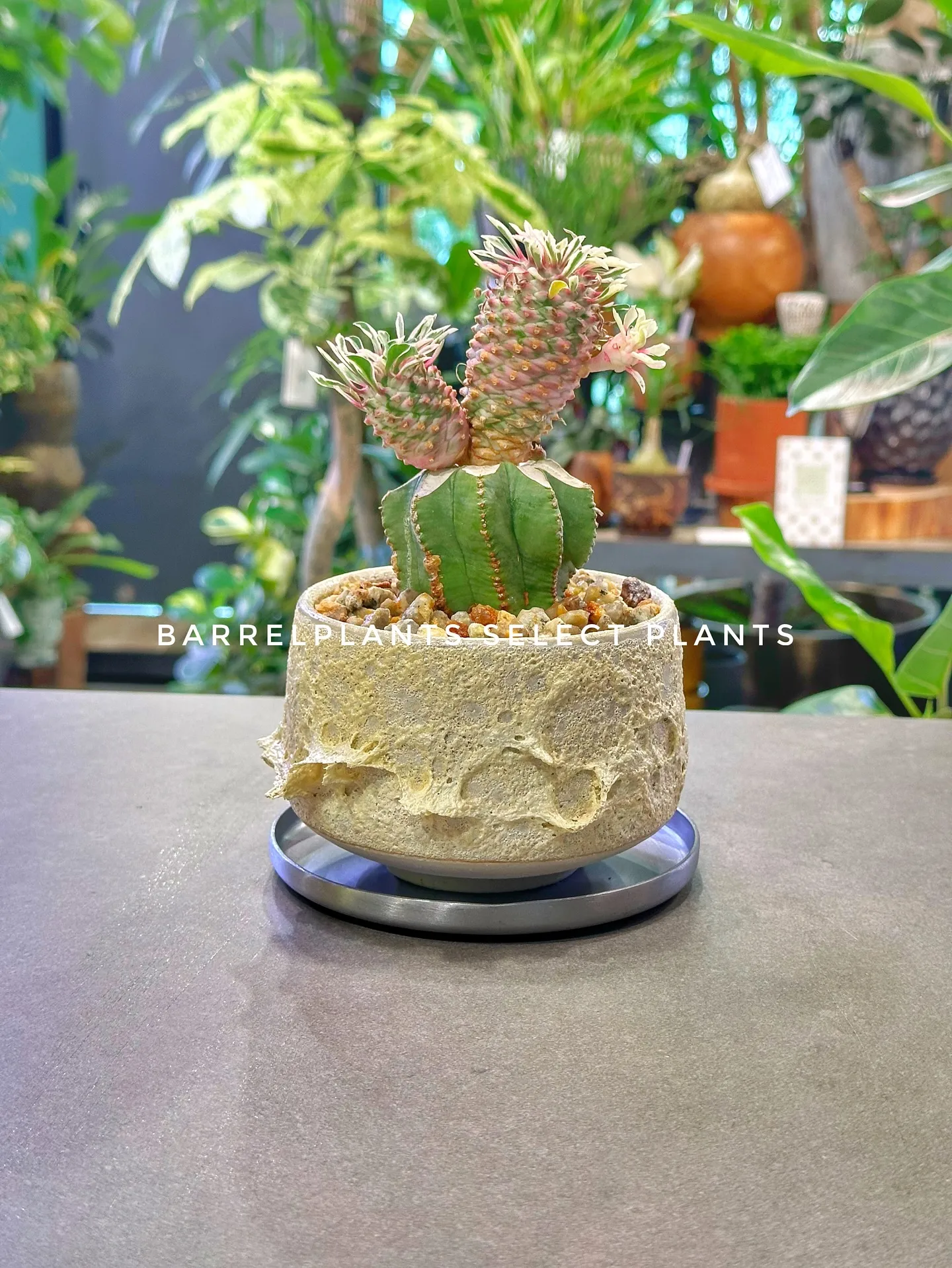 【白い空間に白い鉢と繊細なフォルムの植物「ソフォラ」を添えて...
