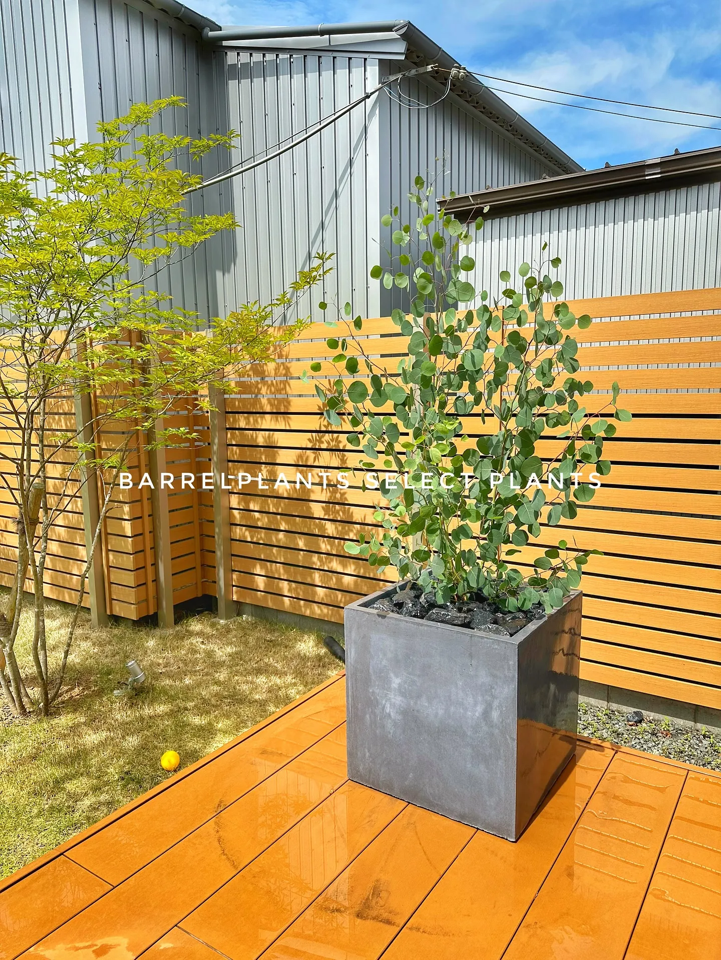 【白い空間に白い鉢と繊細なフォルムの植物「ソフォラ」を添えて...
