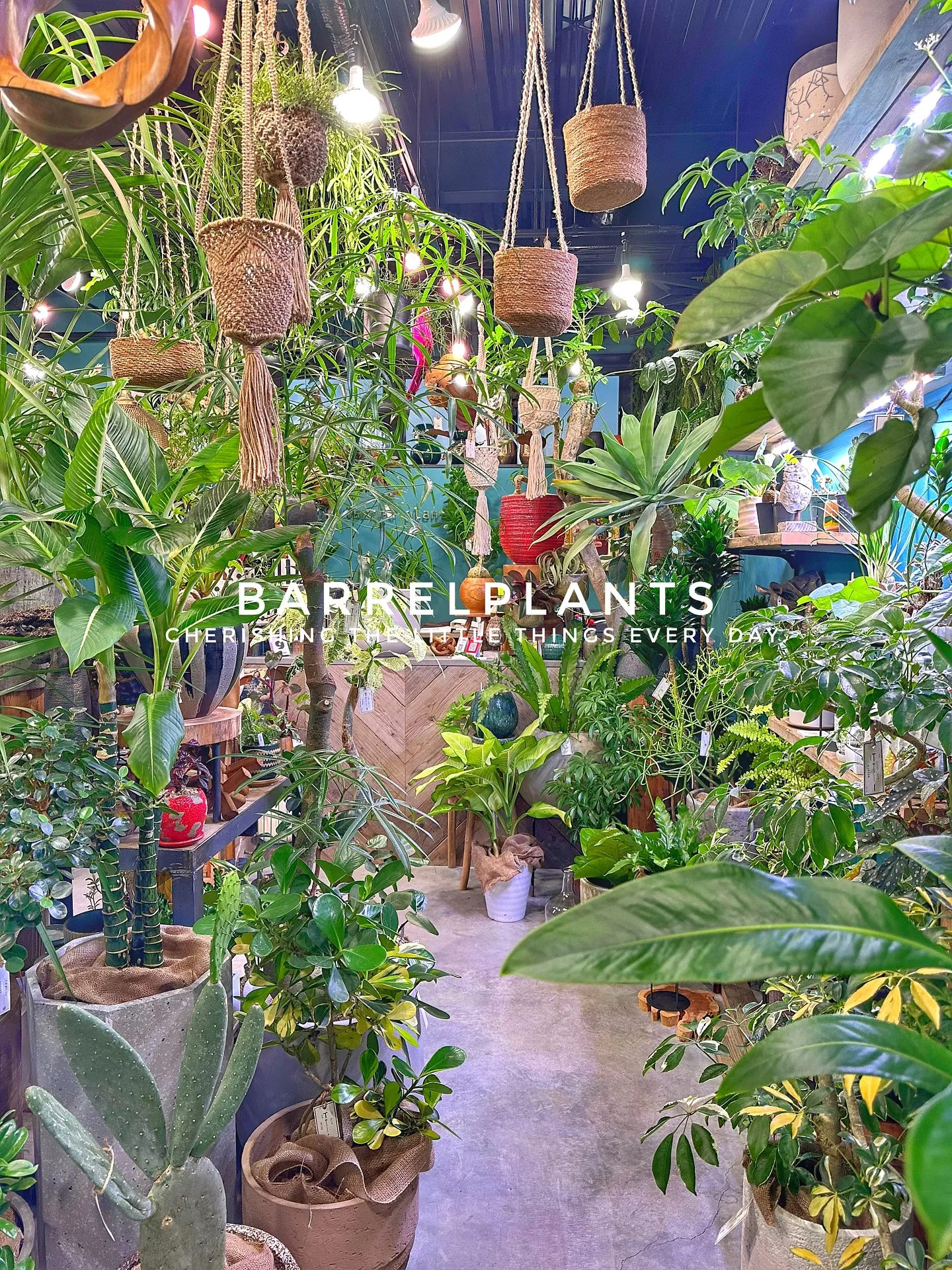 【兵庫県たつの市にある植物専門店、バーレルプランツにようこそ...