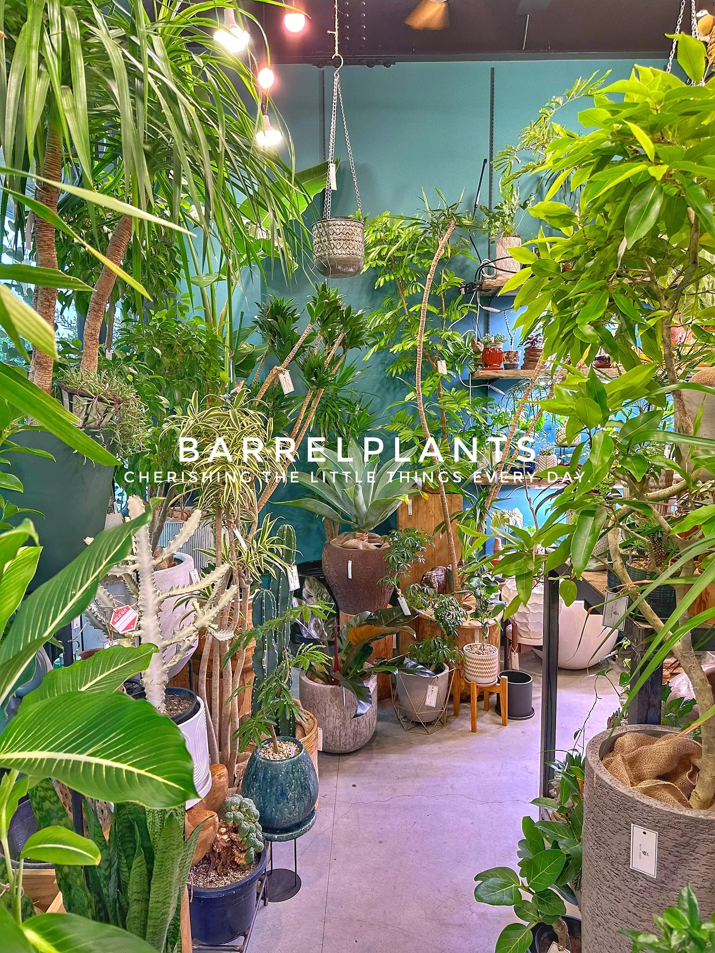 【兵庫県たつの市にある植物専門店、バーレルプランツにようこそ...