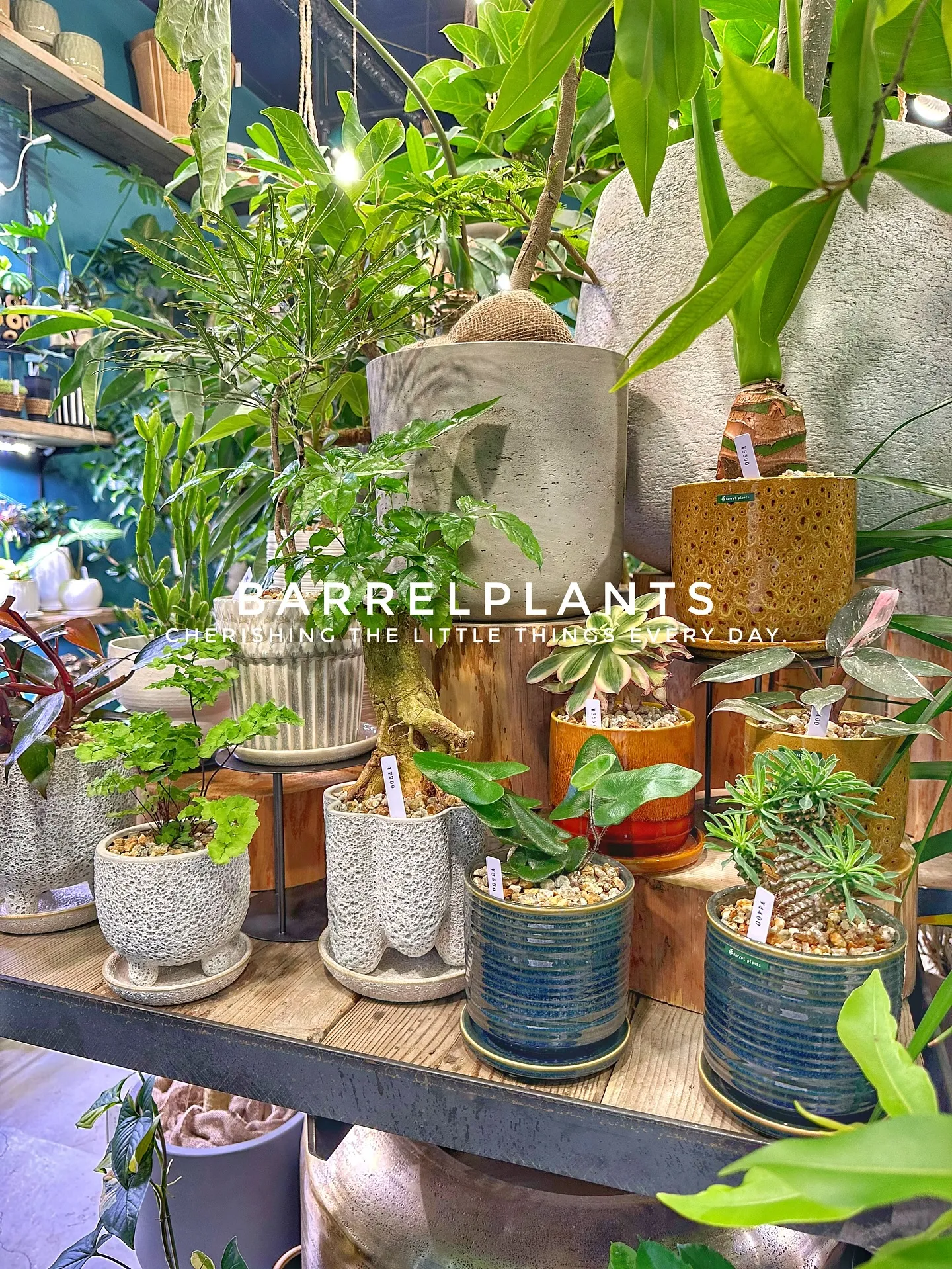 【兵庫県たつの市にある植物専門店、バーレルプランツにようこそ...