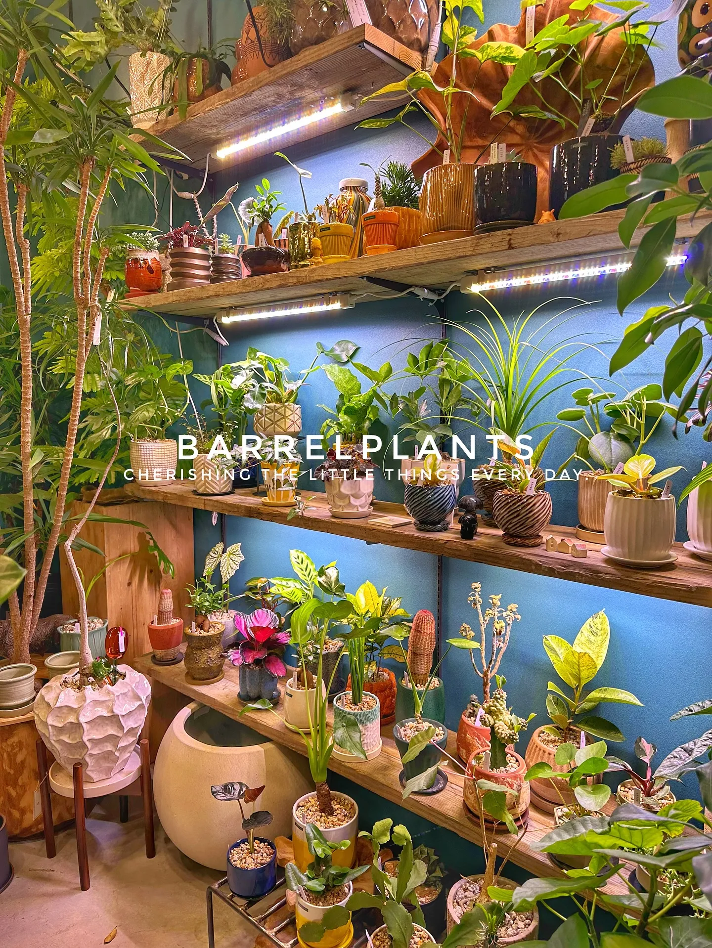 【兵庫県たつの市にある植物専門店、バーレルプランツにようこそ...