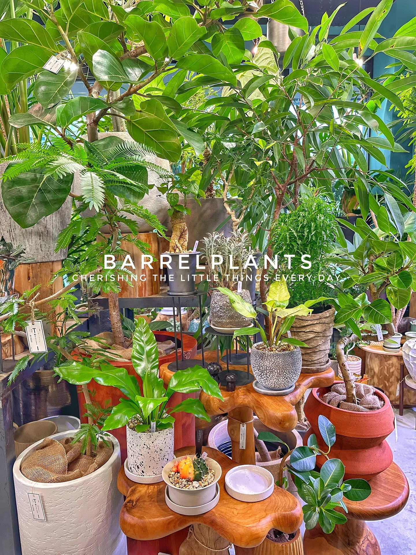【兵庫県たつの市にある植物専門店、バーレルプランツにようこそ...