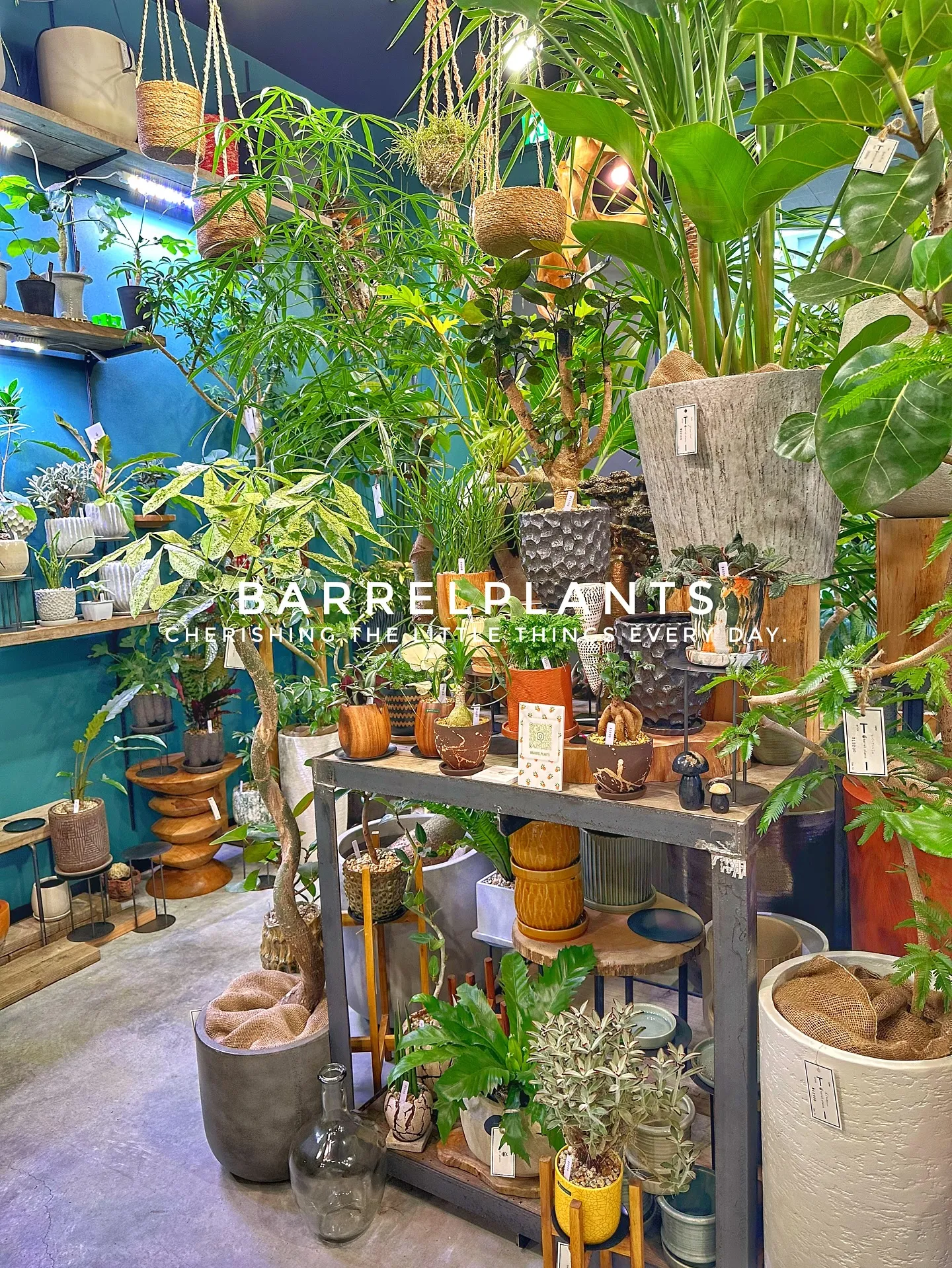【兵庫県たつの市にある植物専門店、バーレルプランツにようこそ...