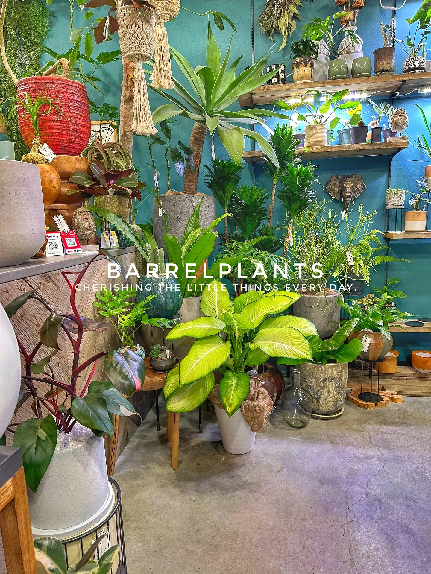 【兵庫県たつの市にある植物専門店、バーレルプランツにようこそ...