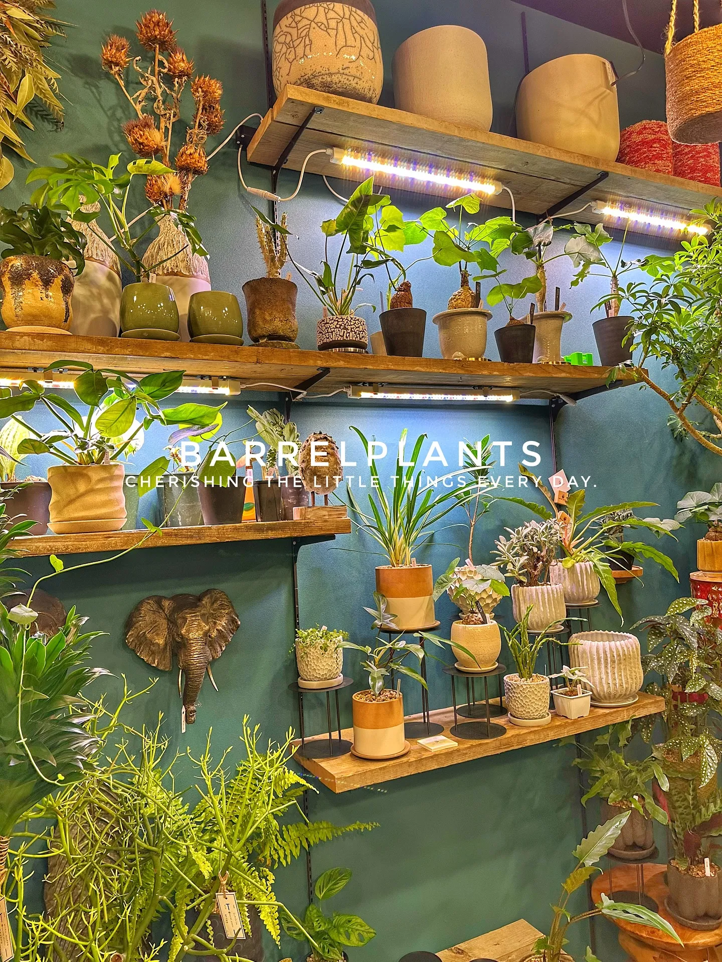 【兵庫県たつの市にある植物専門店、バーレルプランツにようこそ...