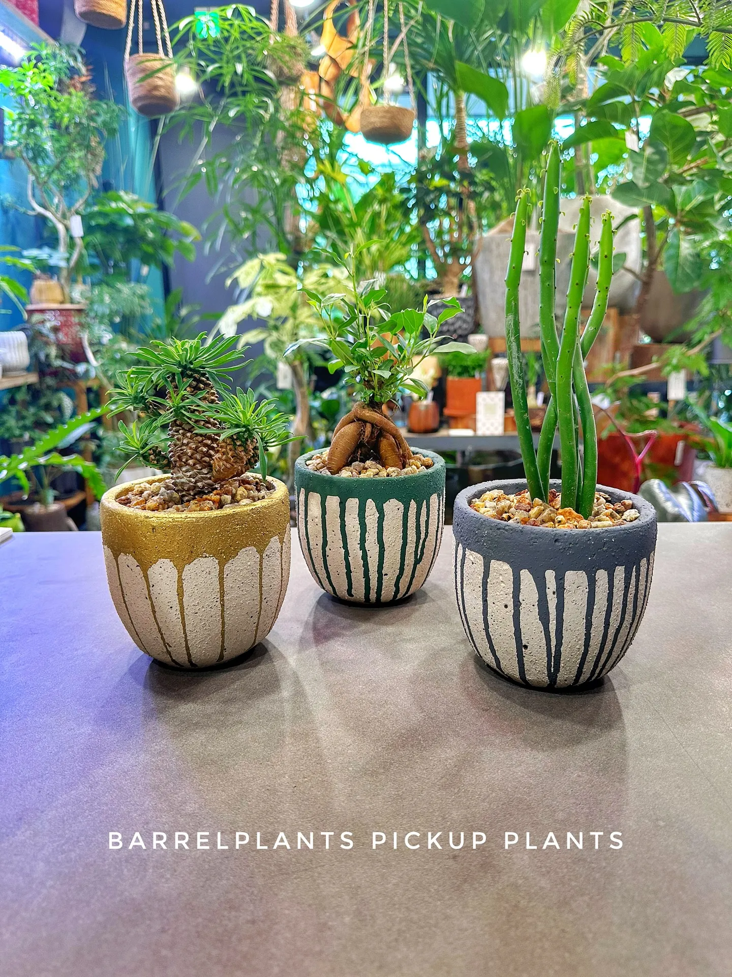 【素敵なラインナップの植え込み多数販売中！植物専門店barr...