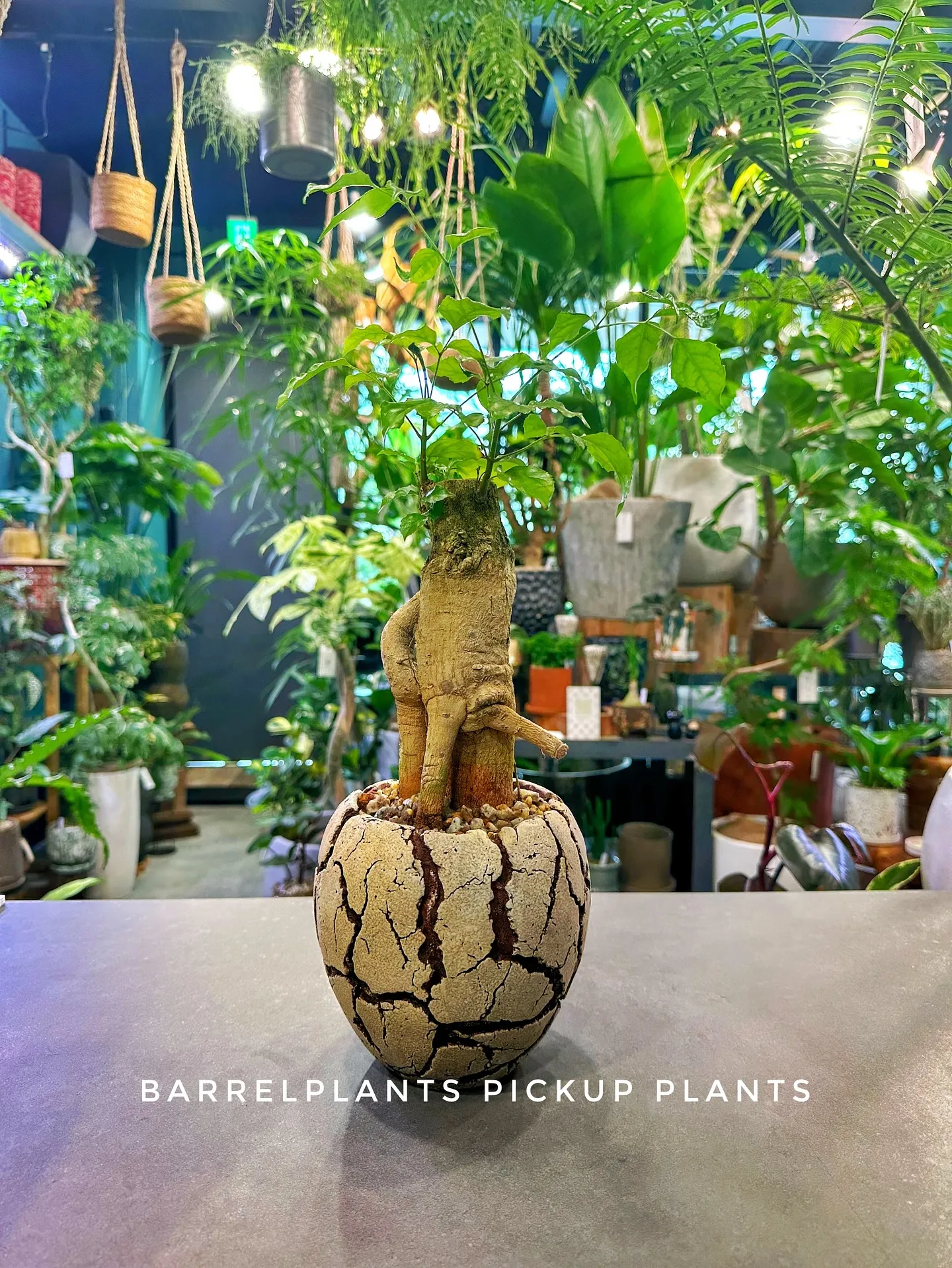 【素敵なラインナップの植え込み多数販売中！植物専門店barr...