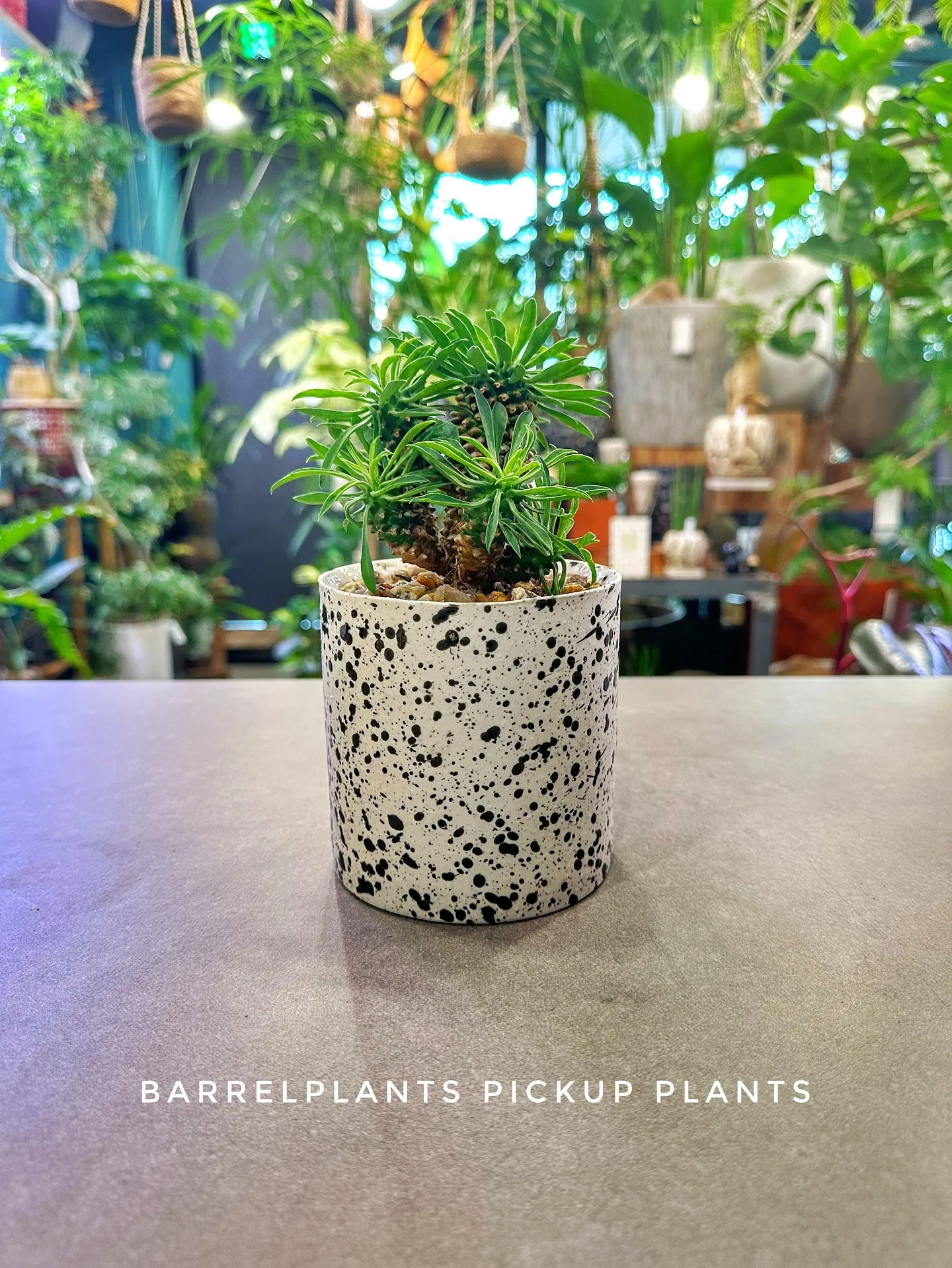 【素敵なラインナップの植え込み多数販売中！植物専門店barr...
