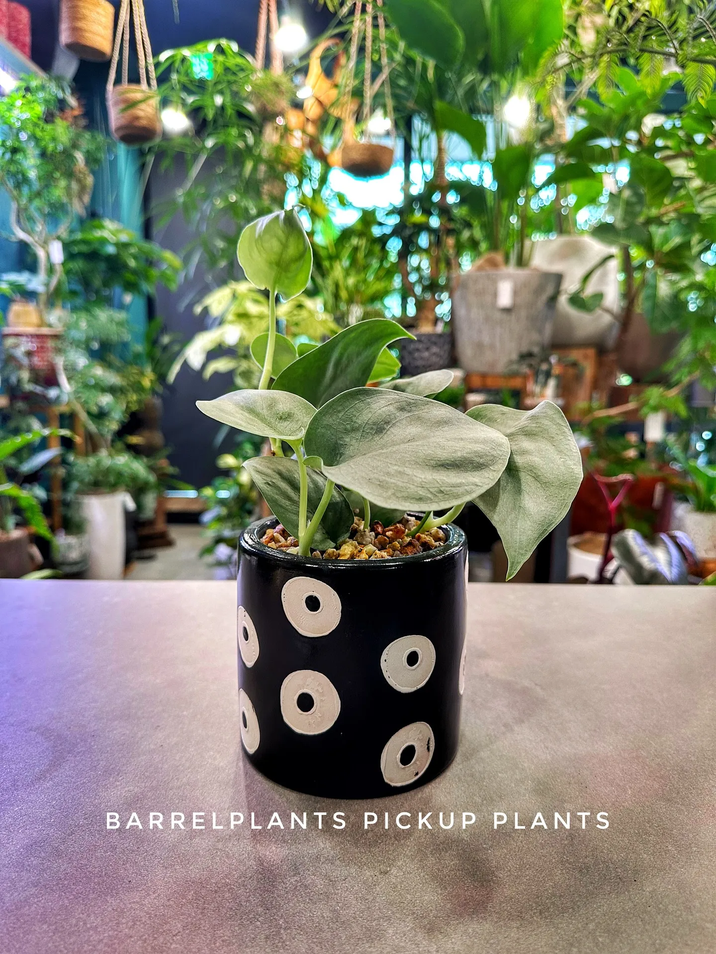 【素敵なラインナップの植え込み多数販売中！植物専門店barr...