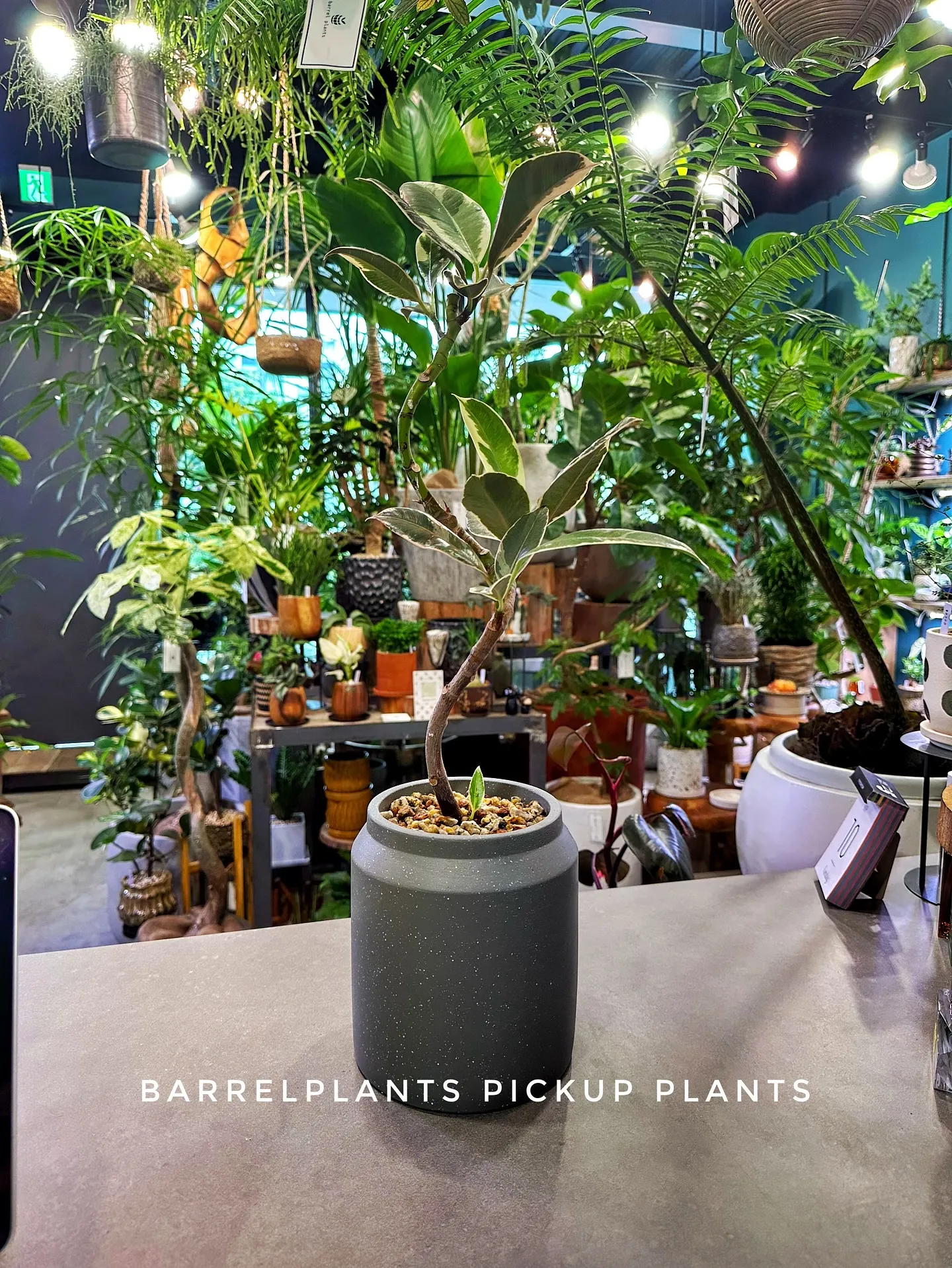 【素敵なラインナップの植え込み多数販売中！植物専門店barr...