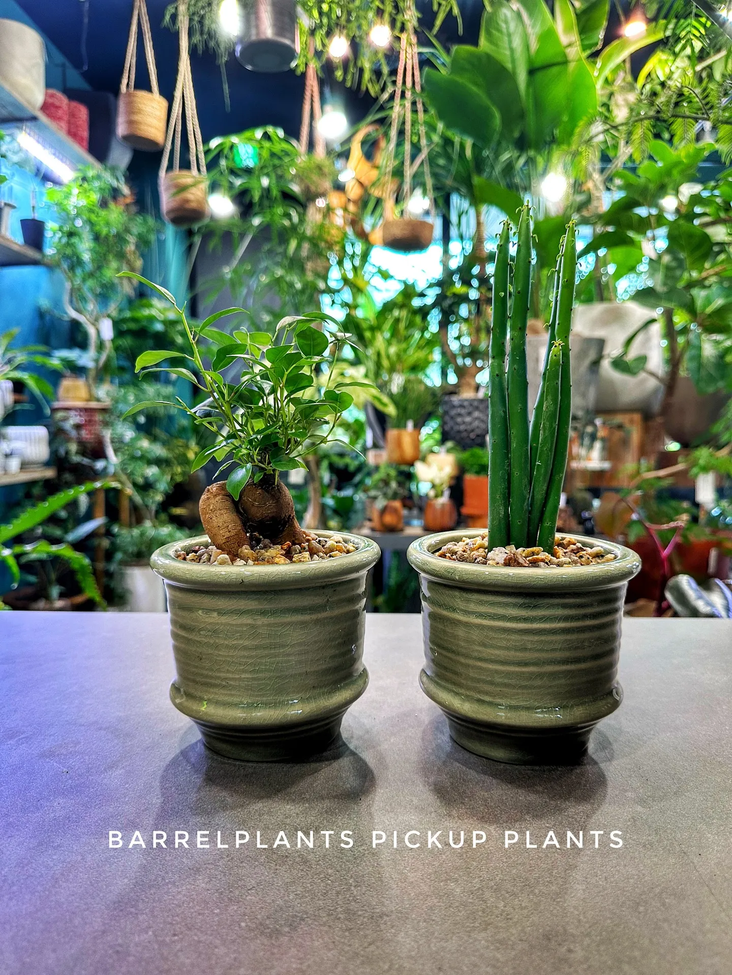 【素敵なラインナップの植え込み多数販売中！植物専門店barr...